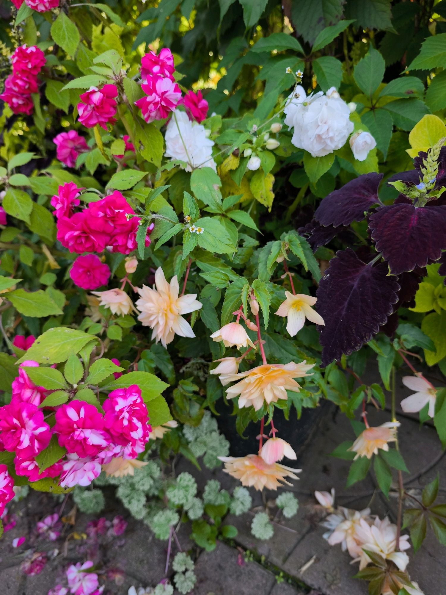 The image depicts a close-up, eye-level view of a dense arrangement of flowering plants and foliage, likely an outdoor garden setting. Dominant colors include vibrant pinks, whites, and peachy-yellows from various flowers, contrasted with rich green leaves and deep purple, almost black, foliage.
In the foreground and mid-ground, clusters of bright pink impatiens with white variegation are prominently displayed. Interspersed among them are delicate, hanging peach and white bell-shaped flowers, possibly begonias. A few white roses with layered petals are visible further back, alongside smaller white flowers with yellow centers. Dark purple, serrated leaves of a coleus plant add a strong visual element on the right side. The background is filled with more greenery and hints of other plants, creating a lush, overgrown effect. The ground beneath the plants appears to be a paved surface, possibly cobblestone or brick, with some fallen flower petals scattered on it. The lighting suggests an overcast or shaded day, as there are no harsh shadows. The scene is static, with no visible people or animals. The location is specified as Vyshegorod, Russia, though this context is not visually evident within the image itself.