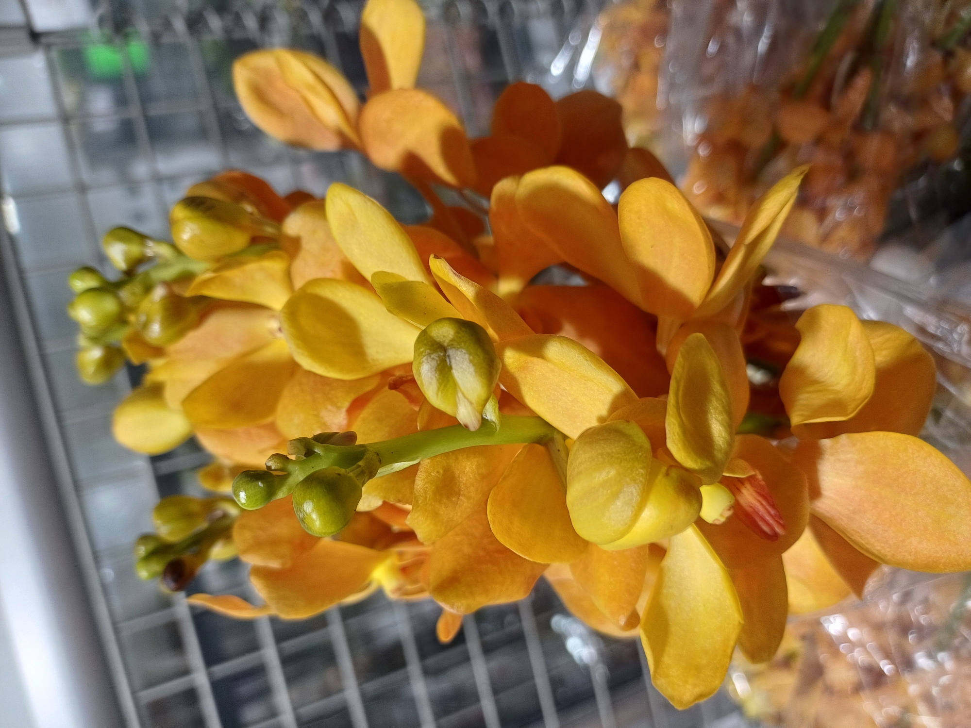 A close-up, vertical, eye-level shot shows a cluster of bright yellow and orange orchid blossoms, with a few green buds, against a blurred background. The flowers are arranged on stems that are partially visible. The foreground is dominated by the vibrant yellow and orange petals, some of which are translucent. There is a green stem with several round, green buds, some of which have small brown tips, prominently positioned in the center of the frame. In the lower right corner, more orchids are visible, some wrapped in clear plastic. The background appears to be a grid-like structure, possibly a shelf or cage, and is out of focus. The lighting is bright, creating highlights on the petals and some bokeh effects in the background. The image does not contain any discernible elements that would indicate a specific location within Kuala Lumpur, Malaysia, or any people, actions, or interactions.