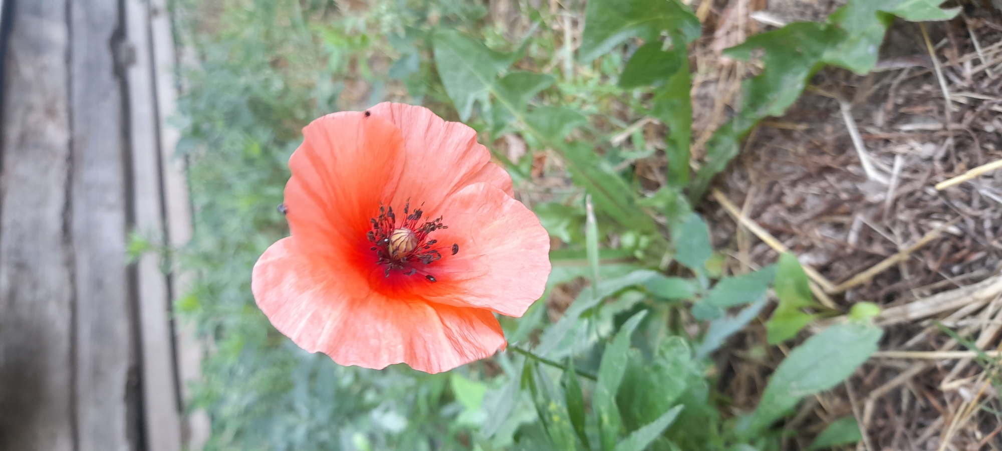 A close-up, vertical shot shows a single, vibrant orange poppy flower in full bloom. The flower's petals are delicate and crinkled, with darker red tones bleeding into the center. The stamen are dark and feathery, clustered around a light-colored pistil. The flower is slightly tilted, revealing a small black insect resting on one of its petals. The background is softly blurred, showing green foliage and dry straw on the ground. In the distance, a weathered wooden fence is visible.