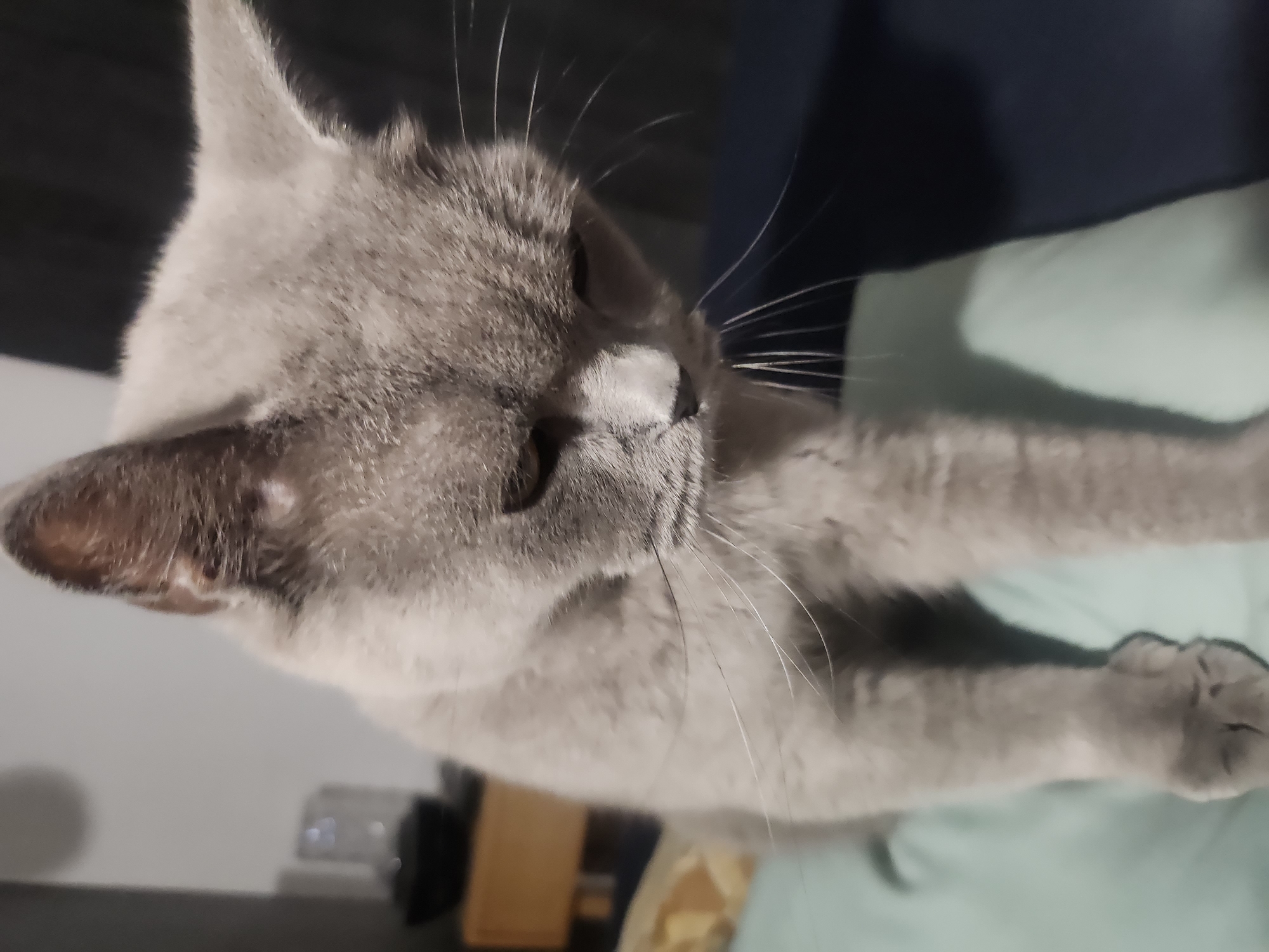 A close-up, eye-level shot captures a light grey cat with dark grey ears and markings on its face, looking downwards. The cat's fur is short and appears soft. Its eyes are partially visible, with a downward gaze. Long white whiskers extend from its muzzle. The cat is positioned on a light blue surface, possibly a pillow or blanket. In the background, a wooden nightstand with a black object and a blurred glass container is visible to the left. The rest of the background is dark and out of focus, suggesting an indoor environment, possibly a bedroom or living area. The image does not contain any information about the city of Tsarevo, Bulgaria.