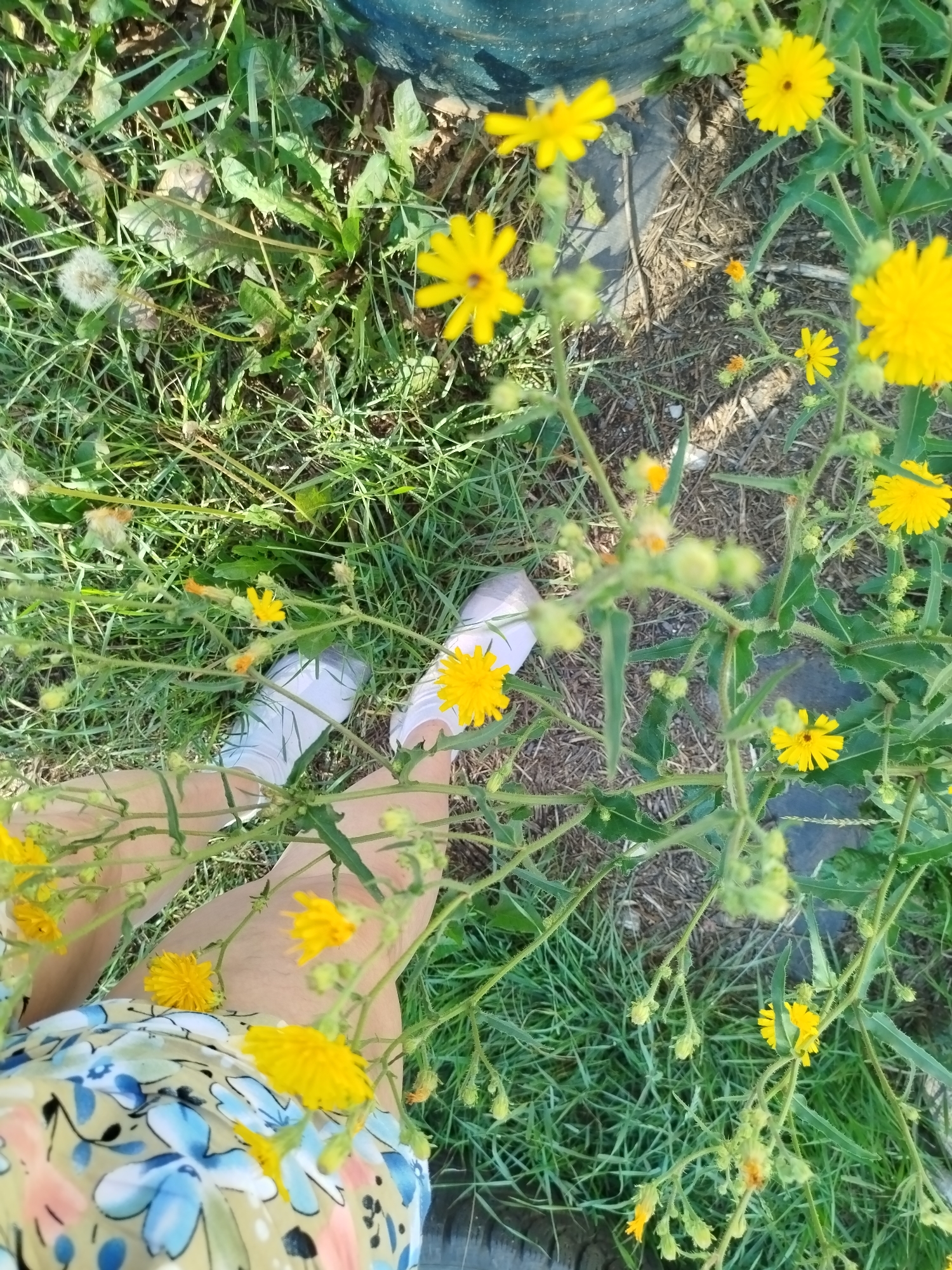 A high-angle shot captures a person's legs and lower torso, dressed in a floral-patterned skirt, amidst a patch of grass and yellow wildflowers. The individual is wearing white socks and shoes. The ground is covered in dry grass and twigs. In the background, a dark, cylindrical object is partially visible. The scene appears to be an outdoor setting, possibly a park or a natural area, within the city of Qarağandı, Kazakhstan.
