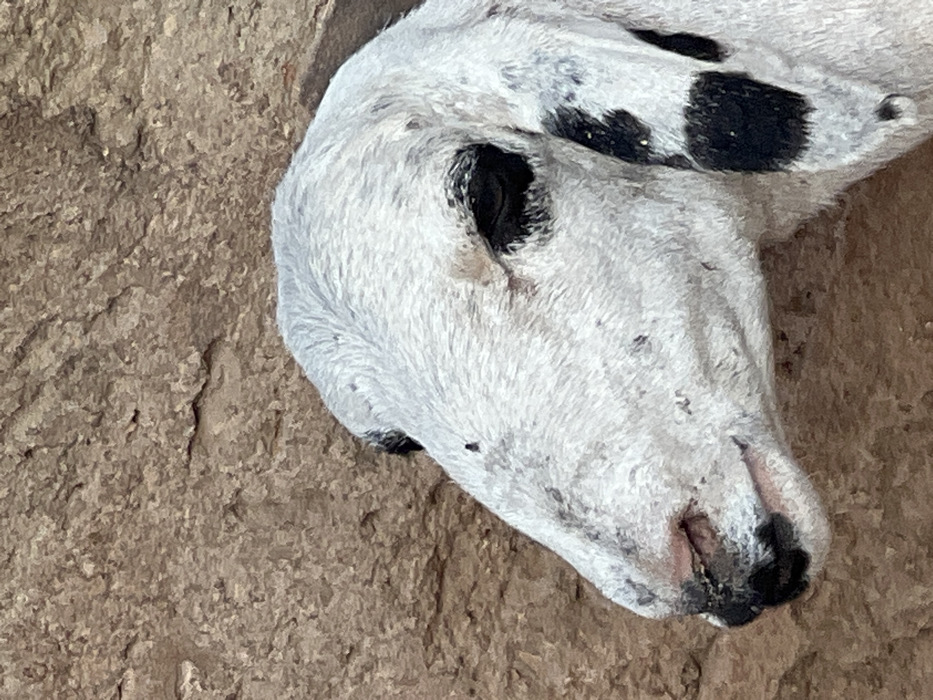 The image displays the head and upper neck of a young sheep or goat, predominantly white with irregular black spots, positioned in profile facing left. Its dark, almond-shaped eye is visible, as is a pinkish muzzle with a dark upper lip and nostrils. The coat appears short and somewhat matted. The animal is set against a textured, light brown or reddish-brown earthen wall, possibly constructed from mud or clay, featuring an uneven, rough surface with minor indentations and cracks. The scene is located in Birnin Kebbi, Nigeria.