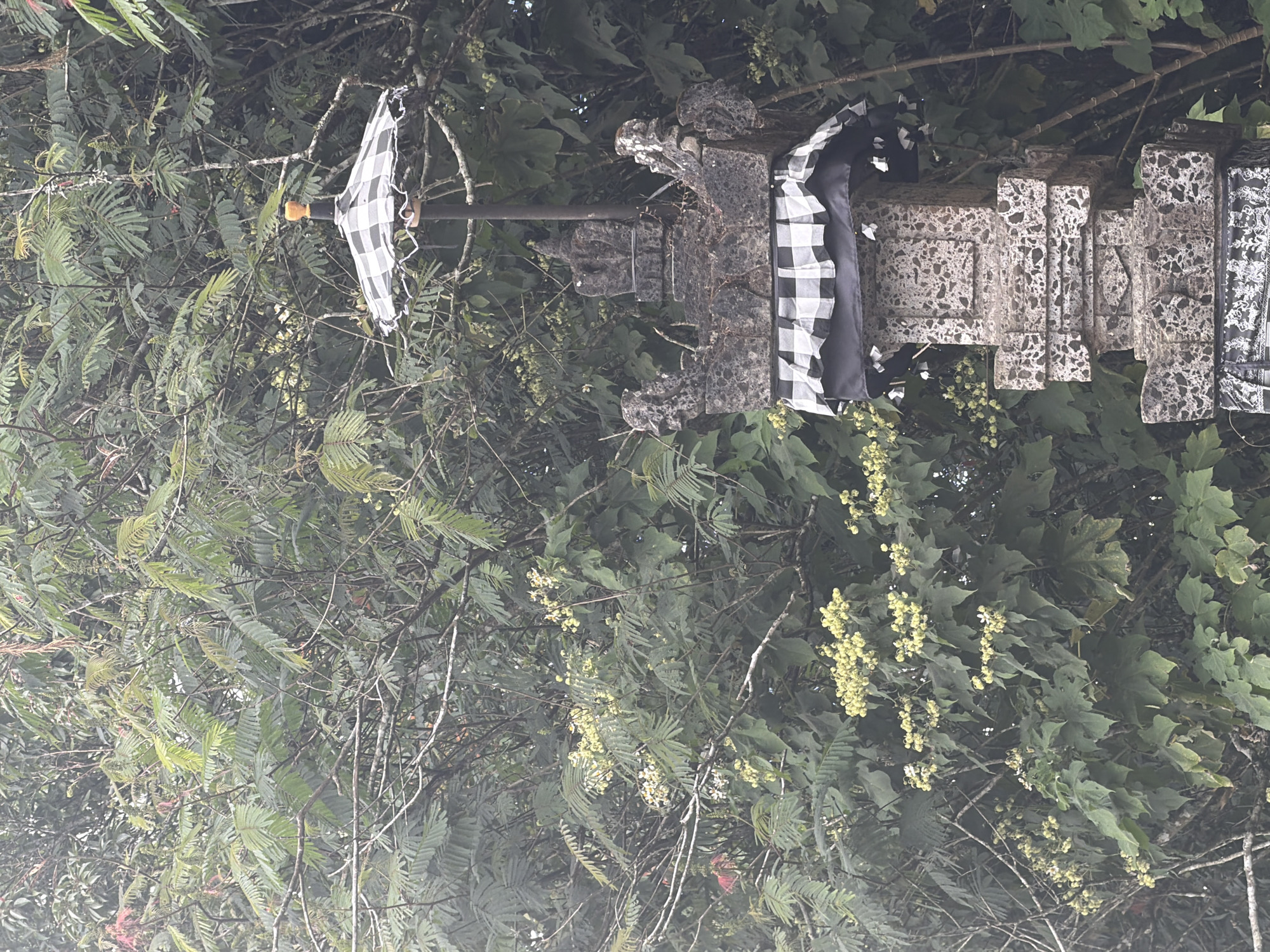 In Kintamani, Indonesia, a stone structure, possibly part of a temple or shrine, stands amidst lush green foliage. The structure is ornate, featuring carved details and layers. It is adorned with a black and white checkered fabric, a traditional Balinese pattern, draped around its top. A tiered umbrella, also in a checkered pattern, is positioned above the structure, topped with a golden finial. The background is a dense tapestry of green leaves and branches, with some small yellow flowers interspersed. The overall scene is one of natural beauty and cultural heritage, likely captured in an outdoor setting within the Kintamani region.