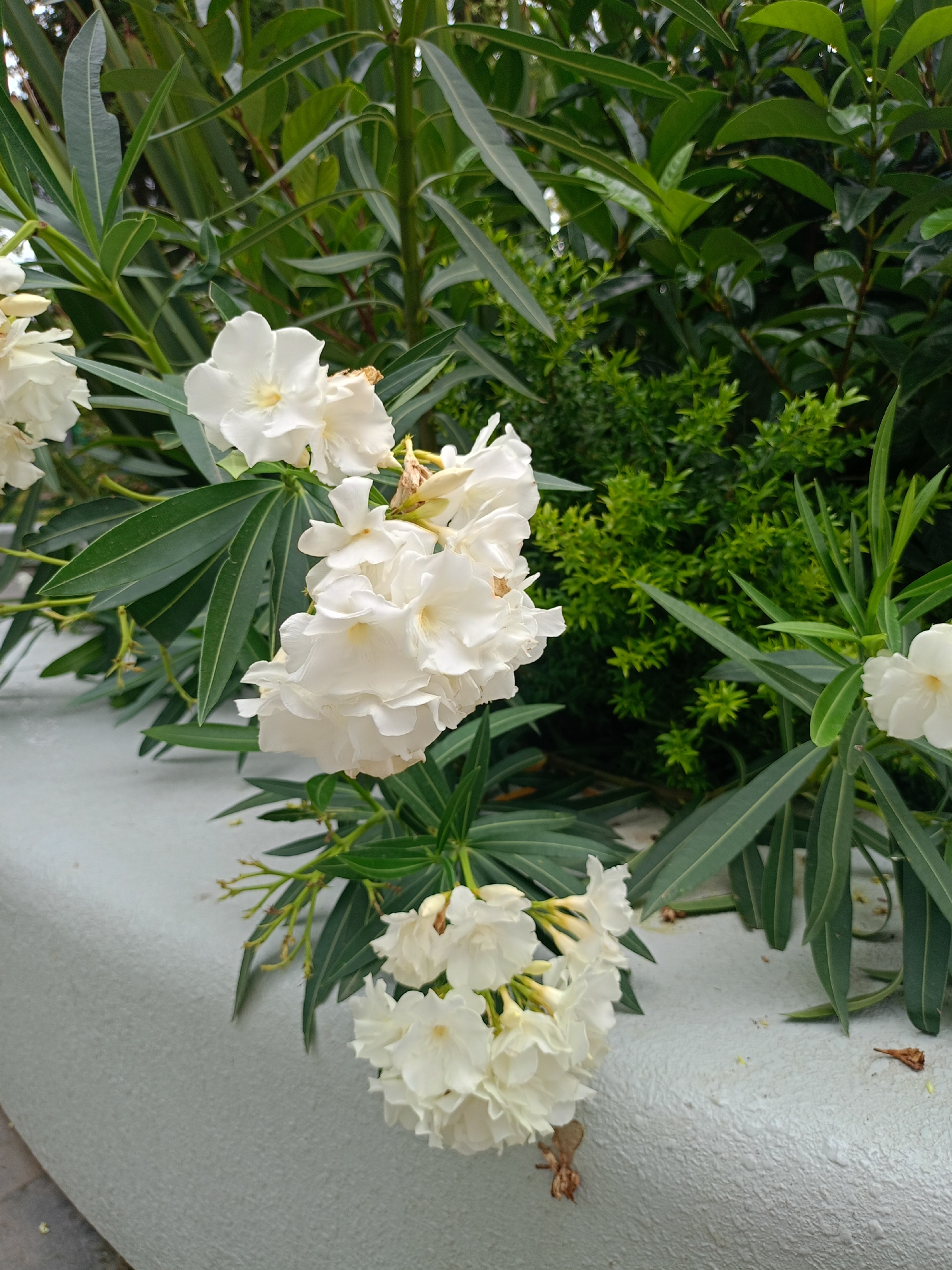 The image shows a cluster of white oleander flowers in bloom, with long, dark green leaves on the plant. The flowers are delicate and layered, with some appearing fully open and others still budding. The plant is situated in front of a textured, light-colored surface, which could be a wall or a planter. In the background, there are more green plants, appearing lush and dense. The lighting suggests it is daytime, with soft, natural light illuminating the scene. The overall impression is one of a well-maintained garden or public space, with a focus on natural beauty.