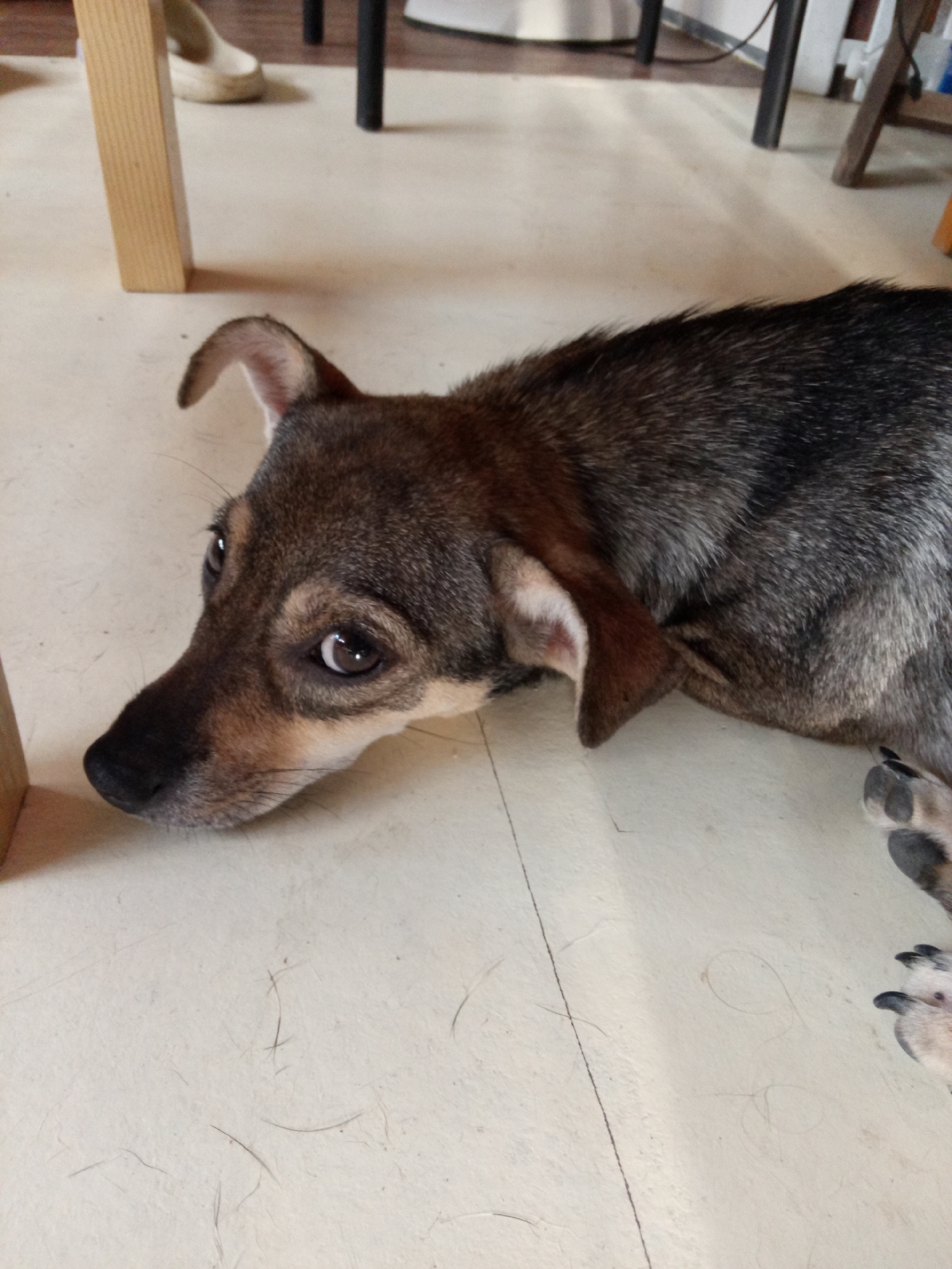 A dog with brown and gray fur is lying on a light-colored floor. The dog's head is turned towards the camera, and its ears are visible. The dog's paws are also visible in the lower right corner of the image. There are table legs visible in the background. The scene appears to be indoors. The image does not appear to be in the Bac Natural Heritage Area Trang, Vietnam.