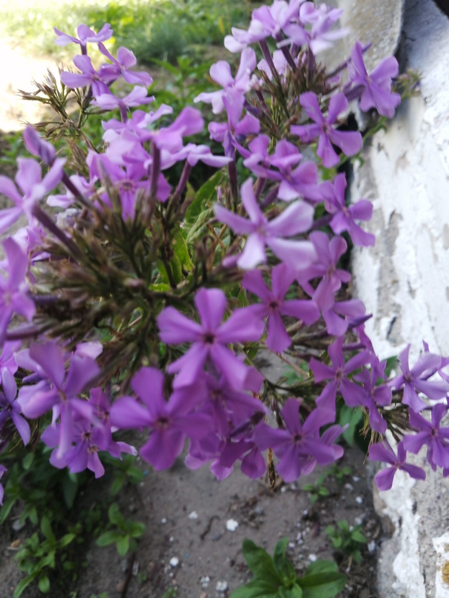 The image shows a close-up of a cluster of small, purple flowers, likely phlox, in an outdoor setting. The flowers have five petals and appear to be in bloom. They are growing on slender stems, with some dried brown foliage visible among them. The background is blurred, but suggests an area with green foliage and a rough, light-colored surface that could be a wall or stone. The ground beneath the flowers is visible and appears to be soil with small pebbles and some scattered green leaves. The lighting suggests it is daytime, possibly overcast or in shade, as there are no harsh shadows. The image appears to be taken from a low angle, looking up at the flowers. There are no people, animals, or man-made objects clearly identifiable in the scene, other than the textured surface in the background which might be part of a structure. The general impression is one of a natural, garden or wild-growing environment.