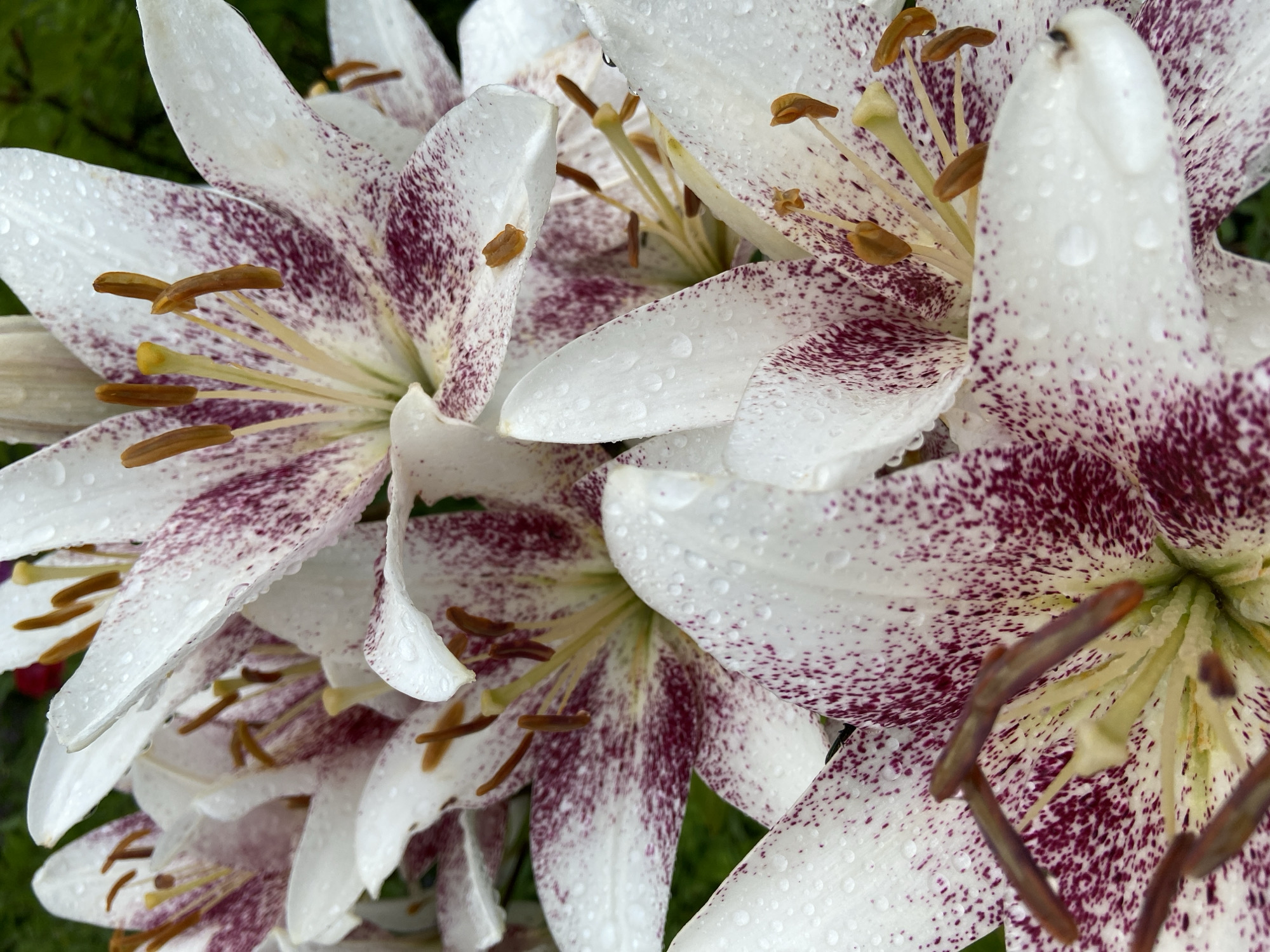 A close-up, vertically oriented, eye-level, medium shot captures a cluster of white lilies with deep purple speckles and brown stamens. The flowers are wet, with numerous small water droplets clinging to the petals and stamens, suggesting recent rain. The lighting is natural, with soft shadows indicating overcast conditions. The background is a blurred green, consistent with foliage. The scene is in Novyy Buyan, Russia. There are no people or actions depicted.