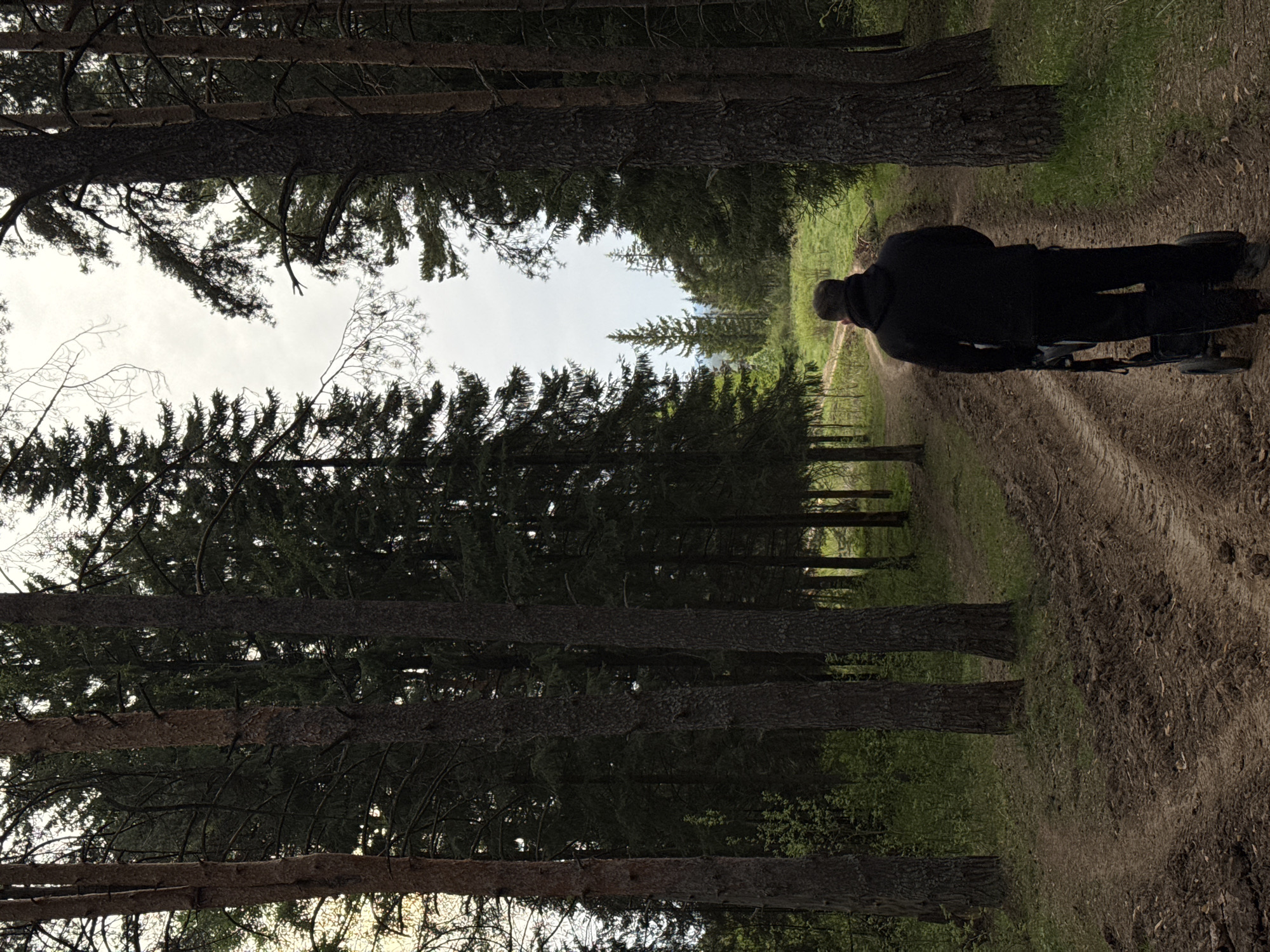A person in dark clothing stands on a dirt path lined with trees in Прикамский, Russia. The path extends away from the viewer towards a clearing in the forest. The person appears to be pulling a wheeled object. Tall trees line both sides of the path, creating a corridor effect. The sky is visible in the distance between the treetops.