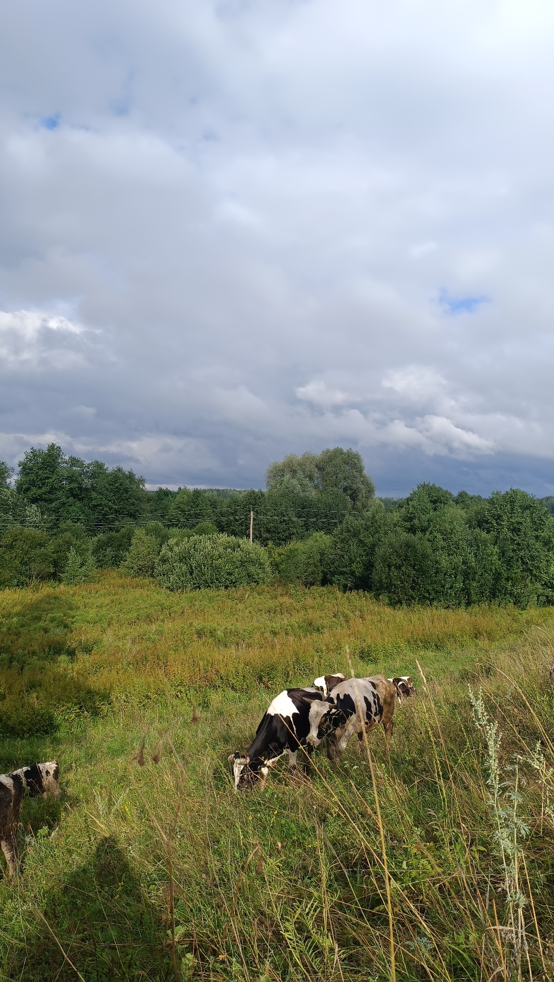 A pastoral scene unfolds under a dramatic, cloudy sky, characteristic of the region around Karsha, Russia. In the foreground, a grassy field is dotted with tall, dry grasses and wildflowers. Several cows, predominantly black and white with some brown markings, graze peacefully in the meadow. One cow is partially visible on the far left, while a cluster of three cows is more centrally located, with two actively eating and one standing.
Behind the field, a dense line of lush green trees forms a treeline that stretches across the mid-ground. The trees vary in height and species, creating a textured natural barrier. A single utility pole stands among the trees, with visible wires extending horizontally, suggesting human infrastructure amidst the natural landscape. The background features rolling hills, softened by distance and hazy atmosphere, under a sky filled with heavy, grey clouds that hint at impending weather. The overall impression is one of a serene, rural environment.