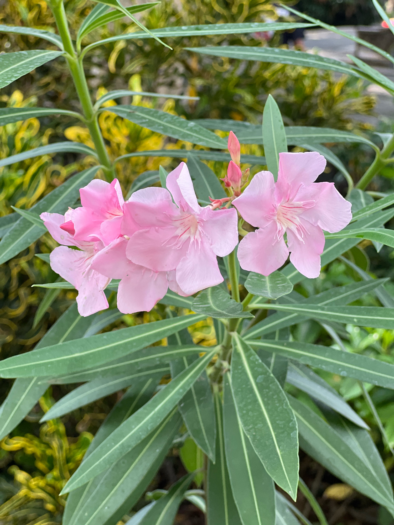 This is a close-up shot of blooming pink oleander flowers, accompanied by their long, slender green leaves. The background features out-of-focus greenery and foliage, suggesting an outdoor garden setting. The image appears to have been taken in Denpasar, Indonesia, as indicated by the presence of tropical plants. No people or specific actions are visible.