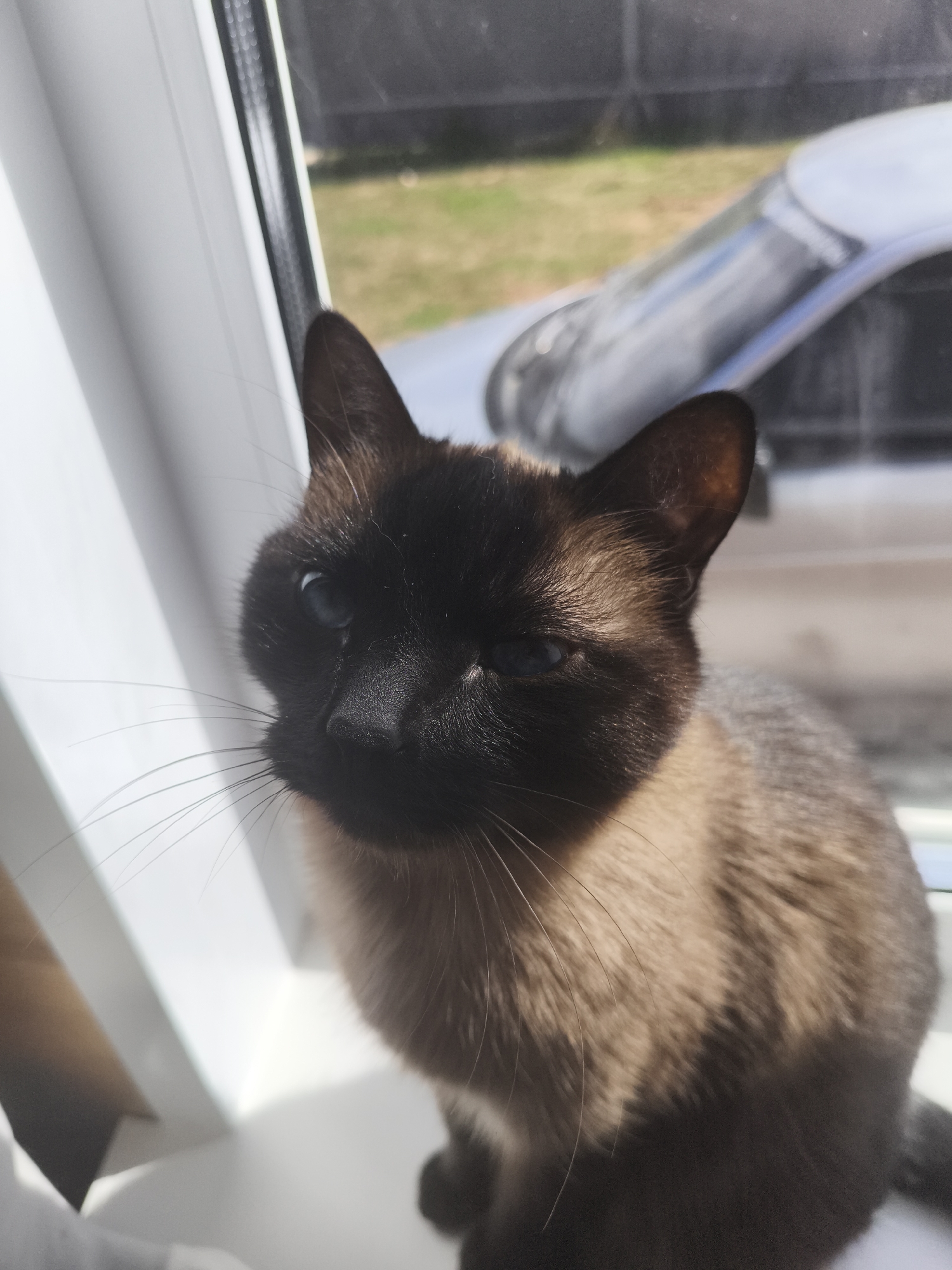 A Siamese cat is sitting on a white window sill inside a building. Through the window, part of a white car is visible, along with some green grass and a fence. The cat has dark brown fur on its face, ears, and parts of its body, with lighter brown fur on its body. The cat's eyes are a light blue color. The cat is facing the camera. The location is Русский Вожой, Russia.