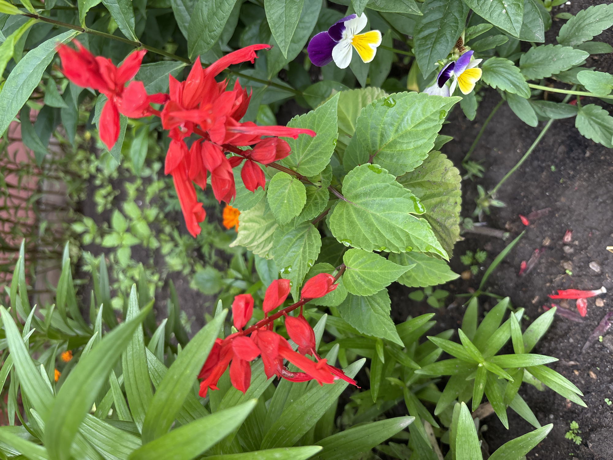 The image depicts a close-up view of a flowerbed with lush green foliage and vibrant red flowers. In the foreground, a cluster of bright red salvia flowers is in full bloom, their tubular petals clustered along upright stems. Several leaves of a different plant, possibly lilies due to their long, pointed shape, frame the scene on the left. To the right, a single pansy with purple, white, and yellow petals adds a splash of contrasting color. The soil is dark and moist, with a few scattered red flower petals on the ground. The background is slightly blurred, showing more greenery and hints of other plants. There are no people or animals visible in the image. The scene appears to be in a garden setting. There is no information to suggest this image is located in Blagoveshchensk, Russia.