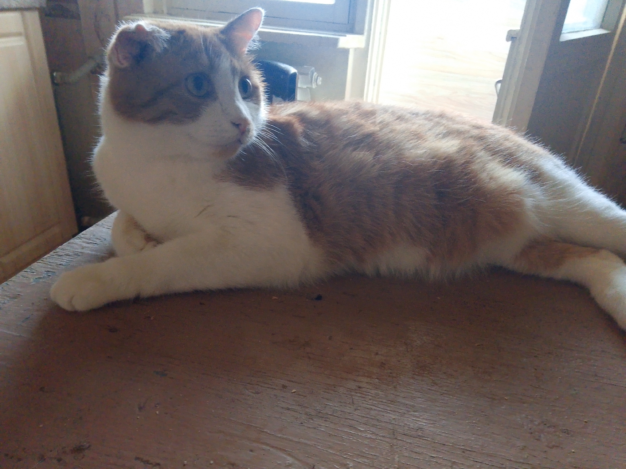 A ginger and white cat is lying on a wooden surface. The cat is positioned horizontally in the frame, facing left. Its body is mostly covered in ginger fur with white patches. The cat's head is turned to the side, and its blue eyes are visible. The wooden surface appears to be a table or floor, with visible grain and some scattered debris. In the background, a window with natural light is visible, along with a portion of a door and cabinetry. There is no discernible indication of the city of Kovrov, Russia, or any specific location within it.