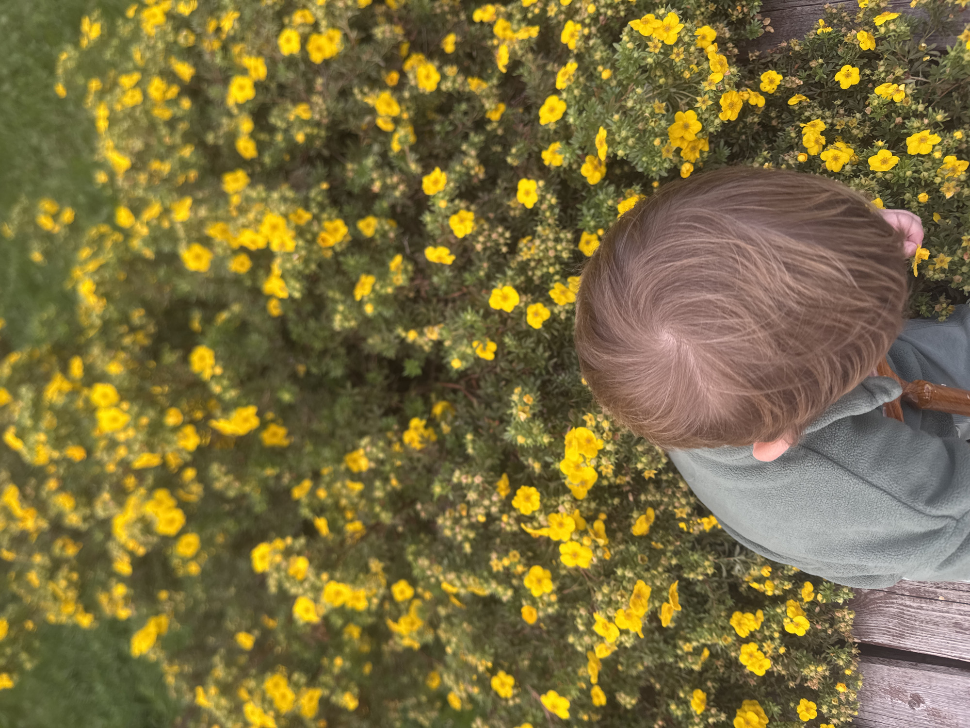 This high-angle, medium shot captures a young child from behind, seated on a wooden surface, amidst a dense bed of vibrant yellow flowers. The child, with light brown hair, is wearing a green fleece top and appears to be looking down at the flowers, their head tilted slightly. The flowers, small and numerous, create a lush, yellow carpet against a backdrop of green foliage. The wooden surface beneath the child consists of weathered planks. The scene is outdoors, likely in a garden or park setting. The location is identified as the Sovkhoza imeni Lenina in Russia.