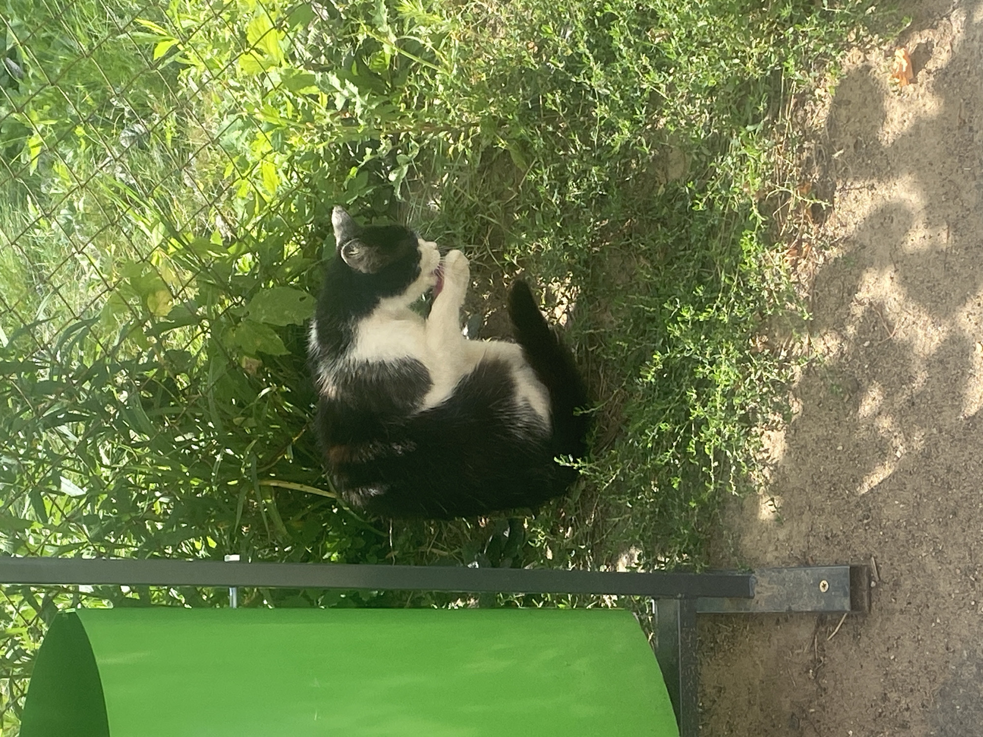 A black and white cat is grooming itself on a patch of green grass next to a green trash can and a chain-link fence. The cat is curled up with its paw near its mouth, appearing to be cleaning its face. The surrounding environment consists of dense green foliage and a dirt path with shadows cast by sunlight. The scene is set outdoors, likely in a public area given the presence of a trash can. There are no people visible in the image.