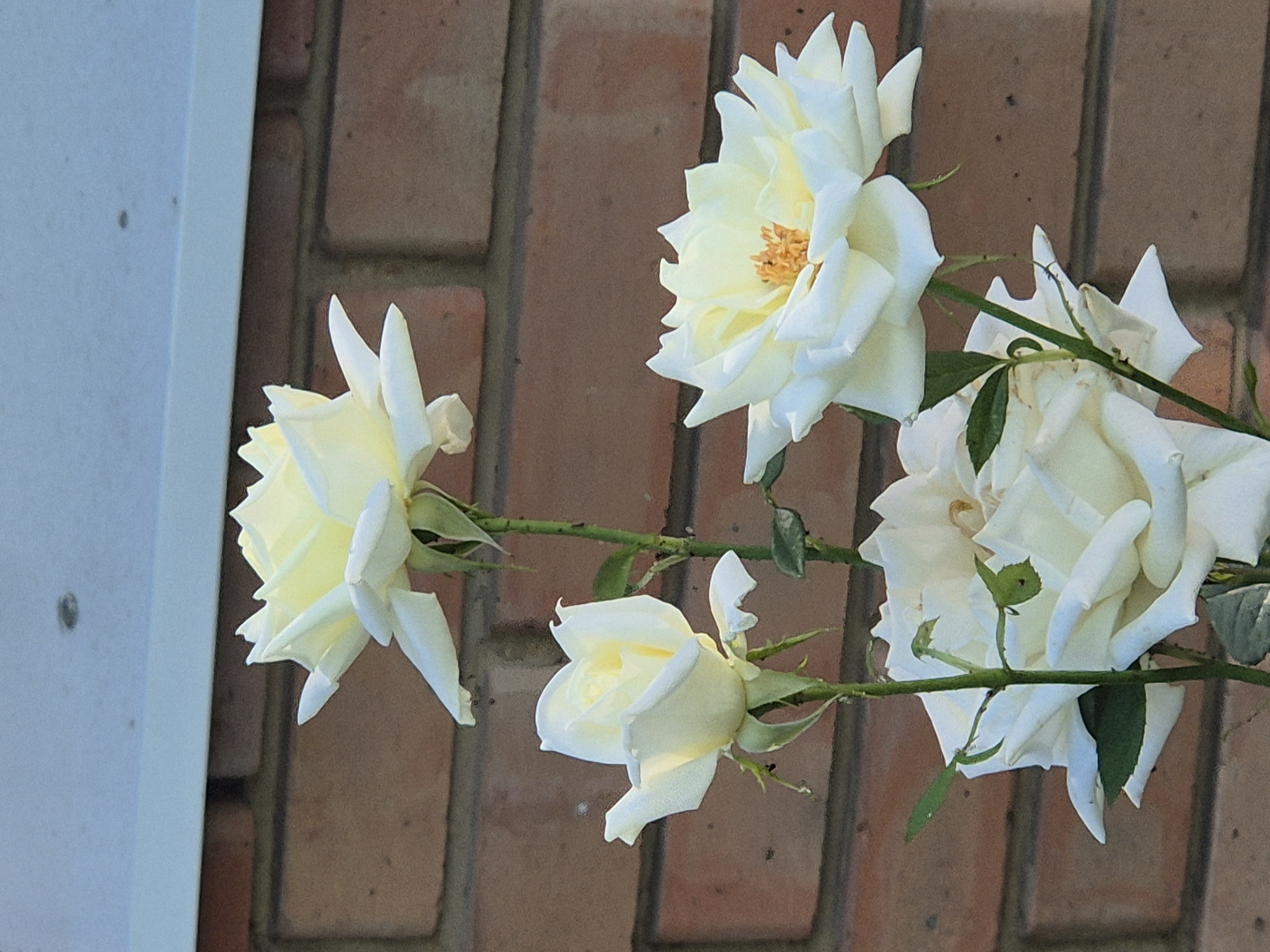The image shows a close-up view of four white roses in front of a brick wall and a white ledge. The roses are in various stages of bloom, with some fully open and others still partially closed. The petals are delicate and layered, with a hint of yellow at the center of the fully open flowers. The stems are green and thorny, and a few green leaves are visible. The brick wall is a warm reddish-brown color with visible mortar lines. The white ledge is horizontal and positioned at the top of the image, casting a shadow on the brick wall. There are no people or animals present in the image. The setting appears to be outdoors, possibly a garden or yard. The location is identified as Sozonivka, Ukraine.