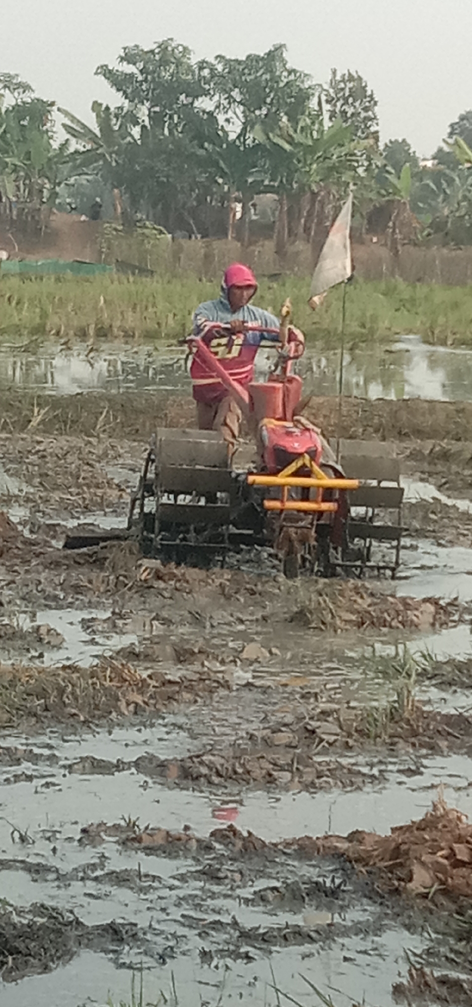 In Subang, Indonesia, a person wearing a pink hooded jacket and a pink cap operates a small red and yellow farming tractor in a muddy rice paddy. The tractor has two sets of rotating tines at the rear, designed for tilling soil. In the background, lush green vegetation, including banana trees and other foliage, is visible under an overcast sky. A white flag on a pole is planted in the paddy behind the tractor. The ground is uneven and waterlogged, with debris scattered throughout. The overall scene depicts agricultural work in a wetland environment.