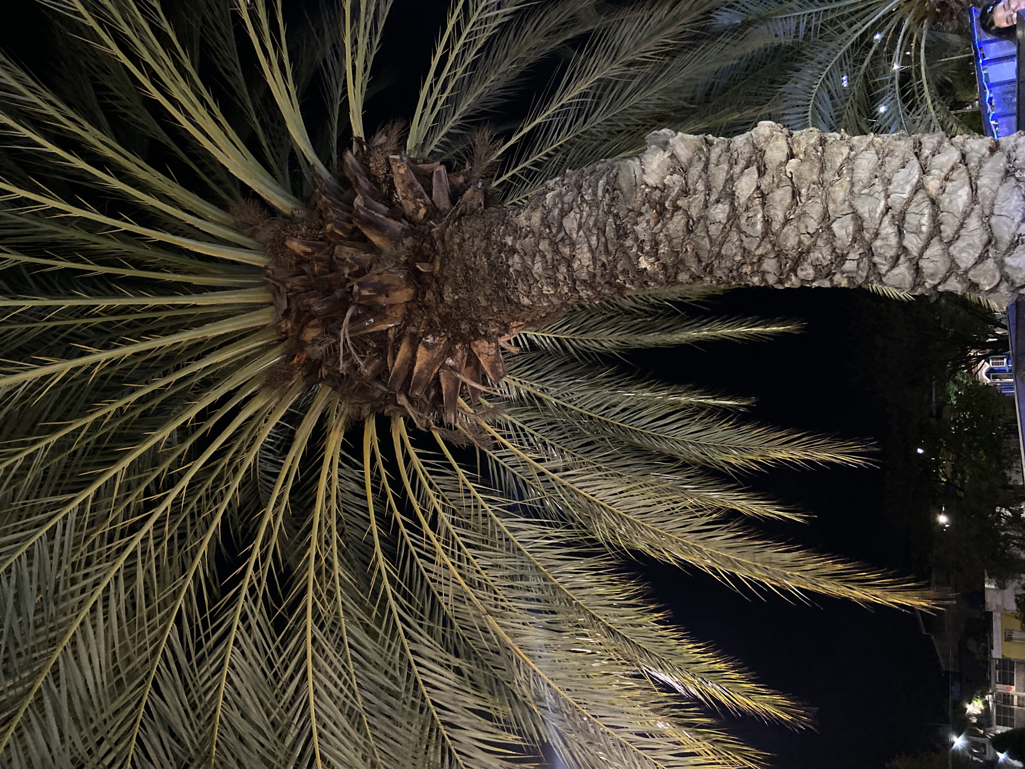 This image, taken at night in Juan Griego, Venezuela, features a large palm tree prominently displayed against a dark sky. The tree's thick, rugged trunk, appearing to be oriented horizontally in the frame, is heavily textured with a distinctive pattern of old frond bases, exhibiting light brown and grey tones.
Radiating from the crown of the tree are numerous long, feathery fronds that fill much of the composition. These fronds are illuminated by artificial light, displaying shades of light green and yellowish-green, standing out against the deep black of the night sky. Individual leaflets are clearly visible along the length of the fronds, and some lower fronds show spiky protrusions near their bases.
In the upper right corner of the image, partially obscured by palm fronds and a blue-lit structure, the top of a person's head and shoulder are visible, suggesting another individual is present nearby. Beyond the tree, the background remains mostly dark, with a few blurry artificial lights hinting at distant buildings or structures. The scene depicts a static outdoor setting, likely an urban or resort area, illuminated after dark. No specific activity or event is taking place, and no text is visible.