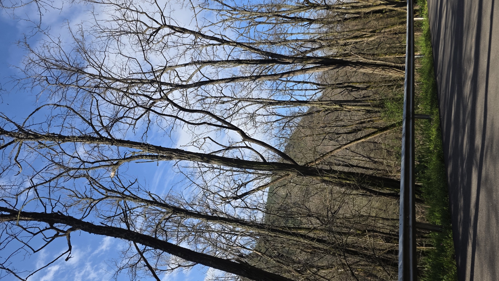 The image depicts a scene alongside a road, likely in a rural or semi-rural area of Blagoevgrad, Bulgaria. Leafless trees dominate the left side of the frame, their branches reaching into a blue sky with scattered clouds. The right side of the image shows a paved road with a metal guardrail separating it from a grassy area. The overall impression is of a landscape transitioning from late autumn to early spring. No people are visible in the image.