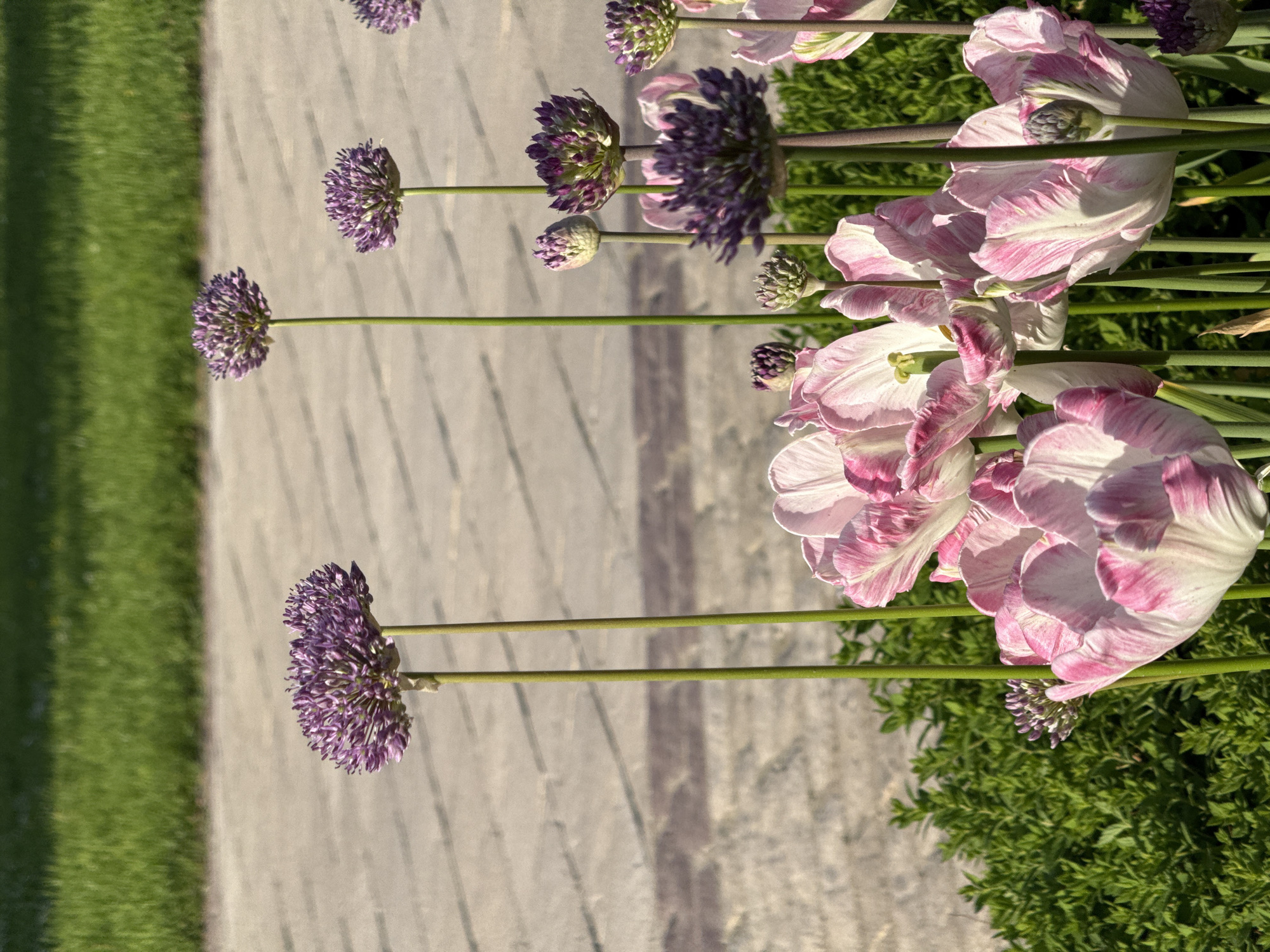 The image shows a close-up view of a flower bed in what appears to be a park or garden. The foreground features allium flowers (round, purple flower heads) and parrot tulips (large, ruffled, pink and white petals). The flower bed is situated next to a light-colored stone or concrete pathway, which is bordered on the left by a green lawn and on the right by a dense green shrub. The location is in Moscow, Russia.