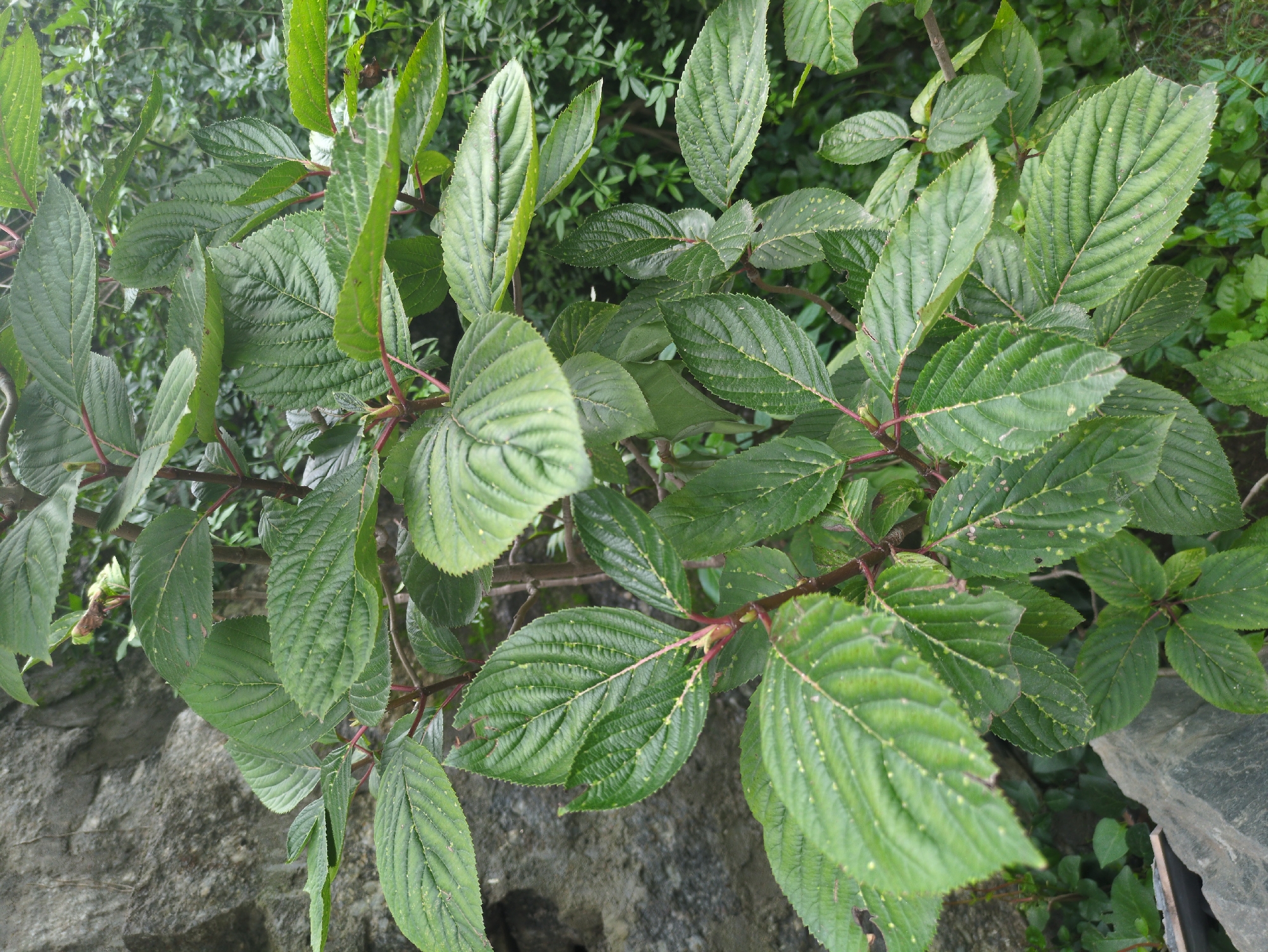 In Bhagsu, India, a detailed photograph captures a close-up view of a vibrant green leafy plant. The plant's broad, serrated leaves are a prominent feature, showcasing a network of prominent veins against a deep green background. Some leaves display small, light-colored spots, hinting at possible imperfections or markings on their surface. The stems of the plant are slender and a deep reddish-brown, providing a contrasting color to the lush foliage. The background is a blur of green foliage, suggesting a natural, overgrown environment. In the upper left portion of the image, a large, gray rock face provides a stark textural contrast to the soft leaves and stems of the plant. The overall impression is one of natural growth and texture, with the rock adding a grounding element to the scene.