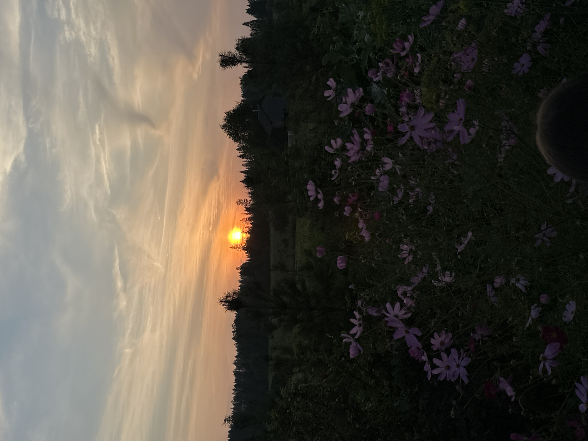 The image depicts a twilight scene in the village of Sredneye Kechevo, Russia. The setting sun casts an orange glow across the sky, illuminating wispy clouds. In the foreground, a field of purple cosmos flowers is in bloom, some of which appear to be slightly blurred due to movement or focus. Behind the flowers, a dense forest lines the horizon. A small, dark building, likely a house or shed, is partially visible amidst the trees. The overall atmosphere is serene and natural, capturing the quiet beauty of a rural sunset.