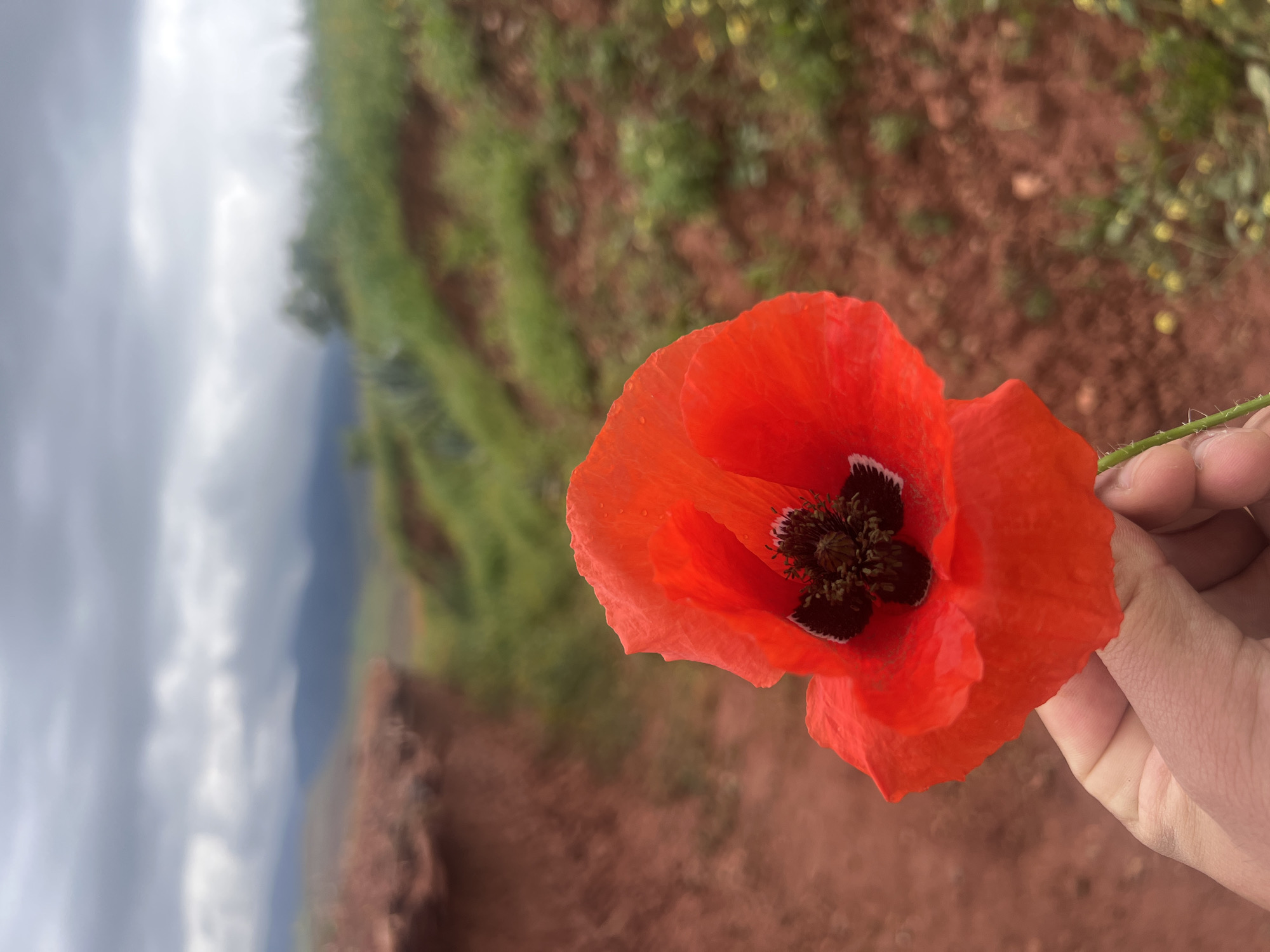 A close-up shot features a red poppy flower held in a hand against a blurred background. The flower is the dominant element, showcasing its vibrant red petals and dark center with intricate details. The hand holding the flower is fair-skinned and slightly out of focus. The background is blurred, but hints of red soil, patches of green vegetation, and a distant, hazy landscape suggest an outdoor setting. A cloudy sky is visible on the left side of the frame. While the image provides clues about the environment, it is difficult to confirm the location as Ouaouizert, Morocco without further information or corroborating details in the image.