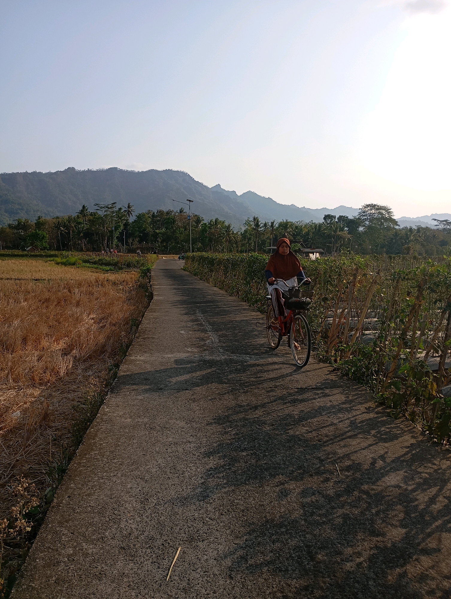 A person rides a bicycle on a concrete path in a rural area of Wanurejo, Indonesia. The path is flanked by a dry, golden field of stubble on the left and a crop of green plants with wooden stakes on the right. In the background, there are trees and rolling hills under a clear, bright sky. The sun is casting long shadows from the vegetation onto the path.