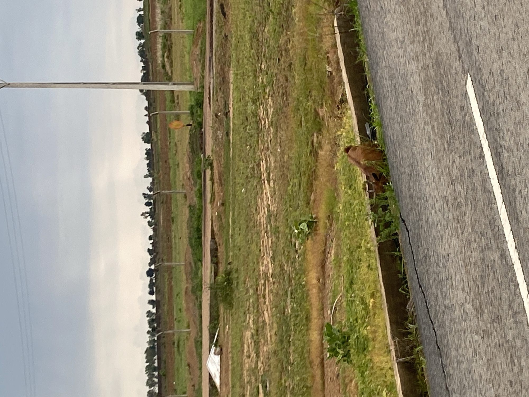 The image depicts an outdoor scene in Bulamare, Nigeria, likely during daylight hours under an overcast sky. The perspective is from a slightly elevated position, looking across a grassy field towards a paved road.
The main subjects include a cow grazing in the grassy area adjacent to the road. The cow is brown and appears to be an adult. The field is characterized by patches of green grass and exposed soil, with several thin poles visible in the background, possibly indicating boundaries or markers for a construction site or agricultural plot. A tall, light-colored utility pole with wires is prominent on the left side of the image. A paved road with a white line marking runs diagonally from the right edge of the frame, suggesting it's a road or pathway.
The setting appears to be rural or semi-rural, with vegetation and open land. There are no visible people or buildings in the immediate vicinity of the cow or the road. The overall impression is one of a quiet, natural environment. The weather seems to be cloudy, which might indicate either early morning or late afternoon, but it's difficult to determine the precise time of day. No text is visible in the image.