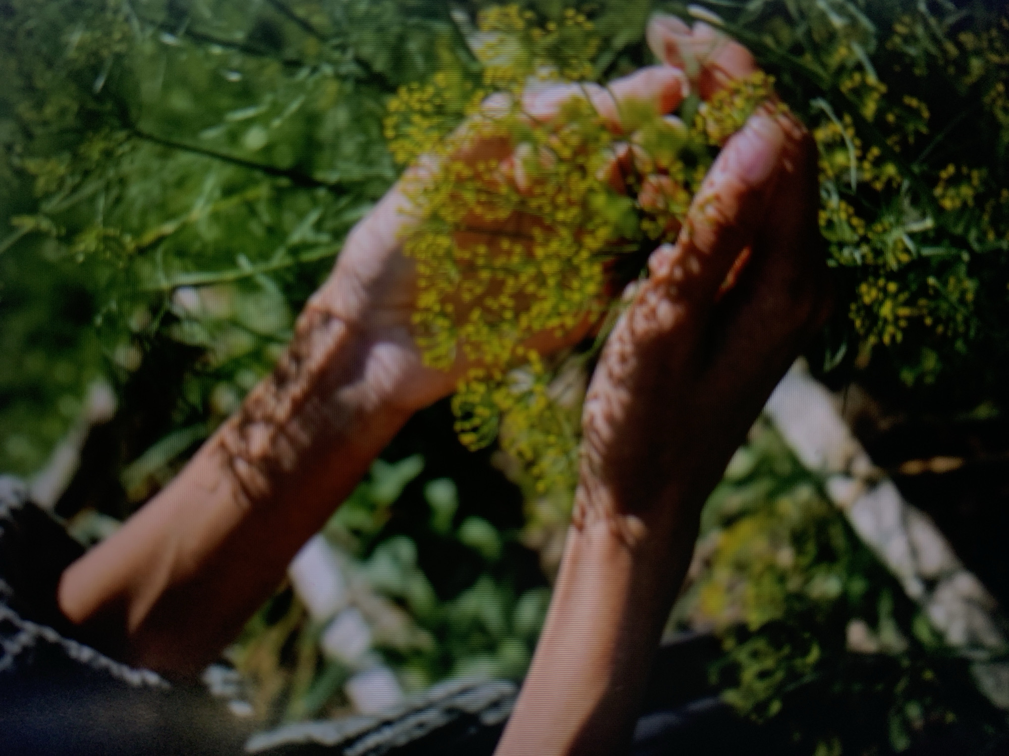 The image shows a close-up view of two hands holding a bunch of dill flowers and stems. The hands are light-skinned and appear to be gently cradling the dill. The dill flowers are small and yellow, clustered together on thin green stems. The background is a blur of green foliage, suggesting an outdoor setting in a garden or field. The lighting creates dappled shadows on the hands and the dill. The image does not provide any information about the location in the city of Kuala Pembuang, Indonesia.
