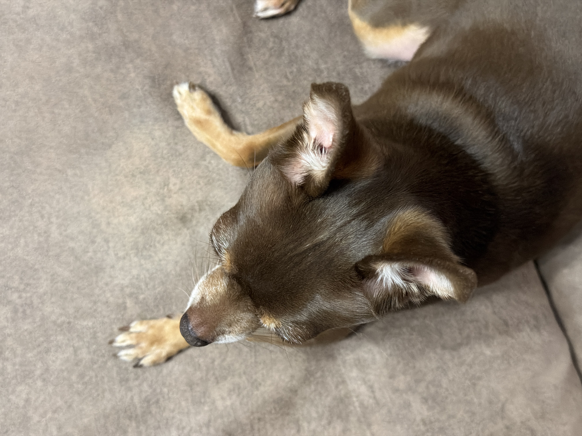 The image shows a close-up, overhead view of a small brown dog lying on its back on a textured brown surface. The dog's paws are visible in the air, and its head is tilted upwards, showing its snout and ears. The dog appears to be relaxed or sleeping. There are no people or other objects visible in the frame. The lighting is soft and diffused, casting no harsh shadows.