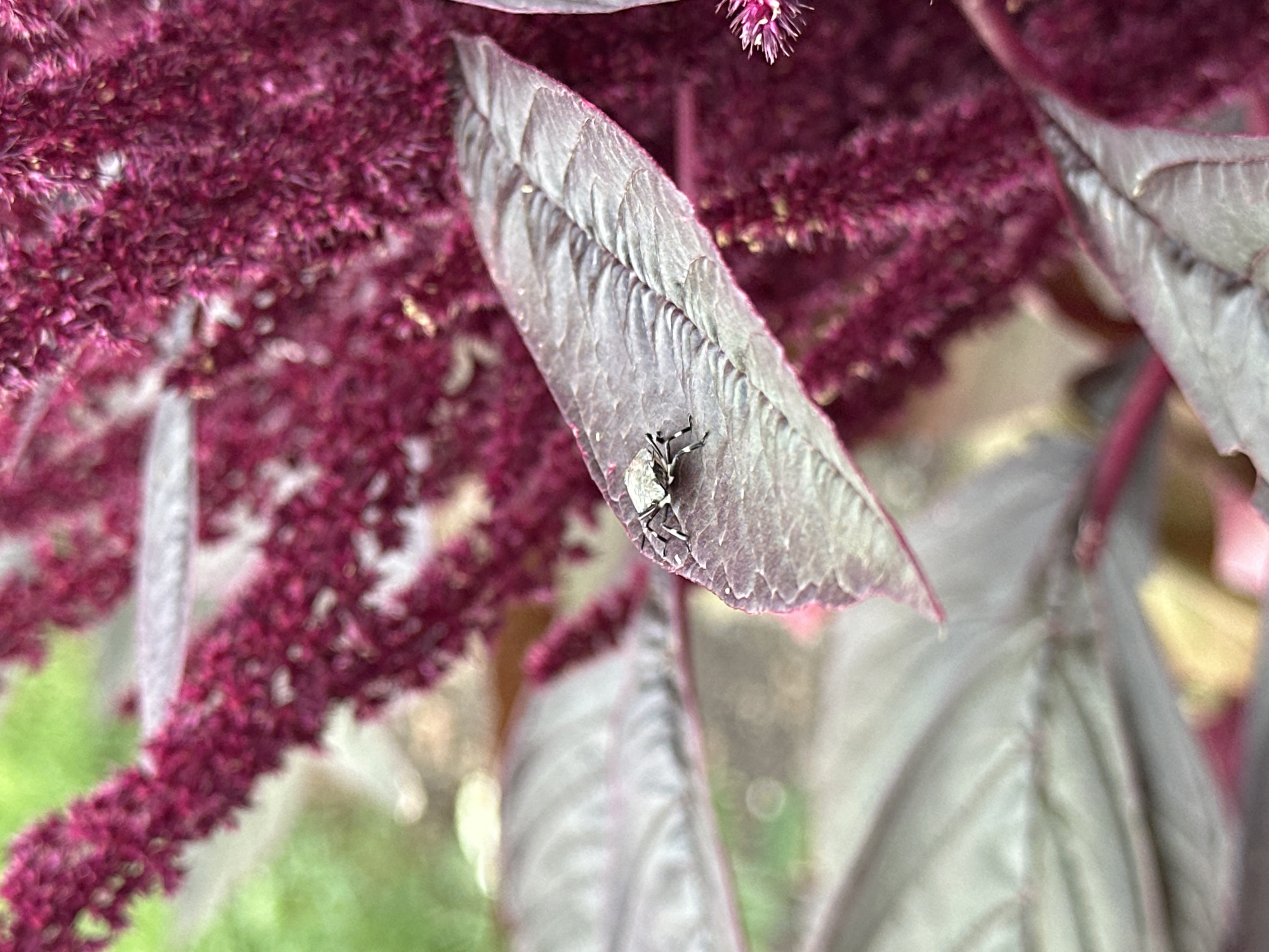 A close-up, high-angle shot captures a small, grey insect with prominent legs resting on the textured, veined surface of a deep purple leaf. The leaf is part of a plant with vibrant, fuzzy, deep red floral structures that dominate the upper right and background of the image. The foliage exhibits a subtle sheen, and the insect is positioned towards the right side of the leaf, facing left. The background is a soft blur of green and lighter purple, suggesting an outdoor natural setting. The image is devoid of any human presence or identifiable urban elements, making it impossible to pinpoint a location within Yessentuki, Russia.