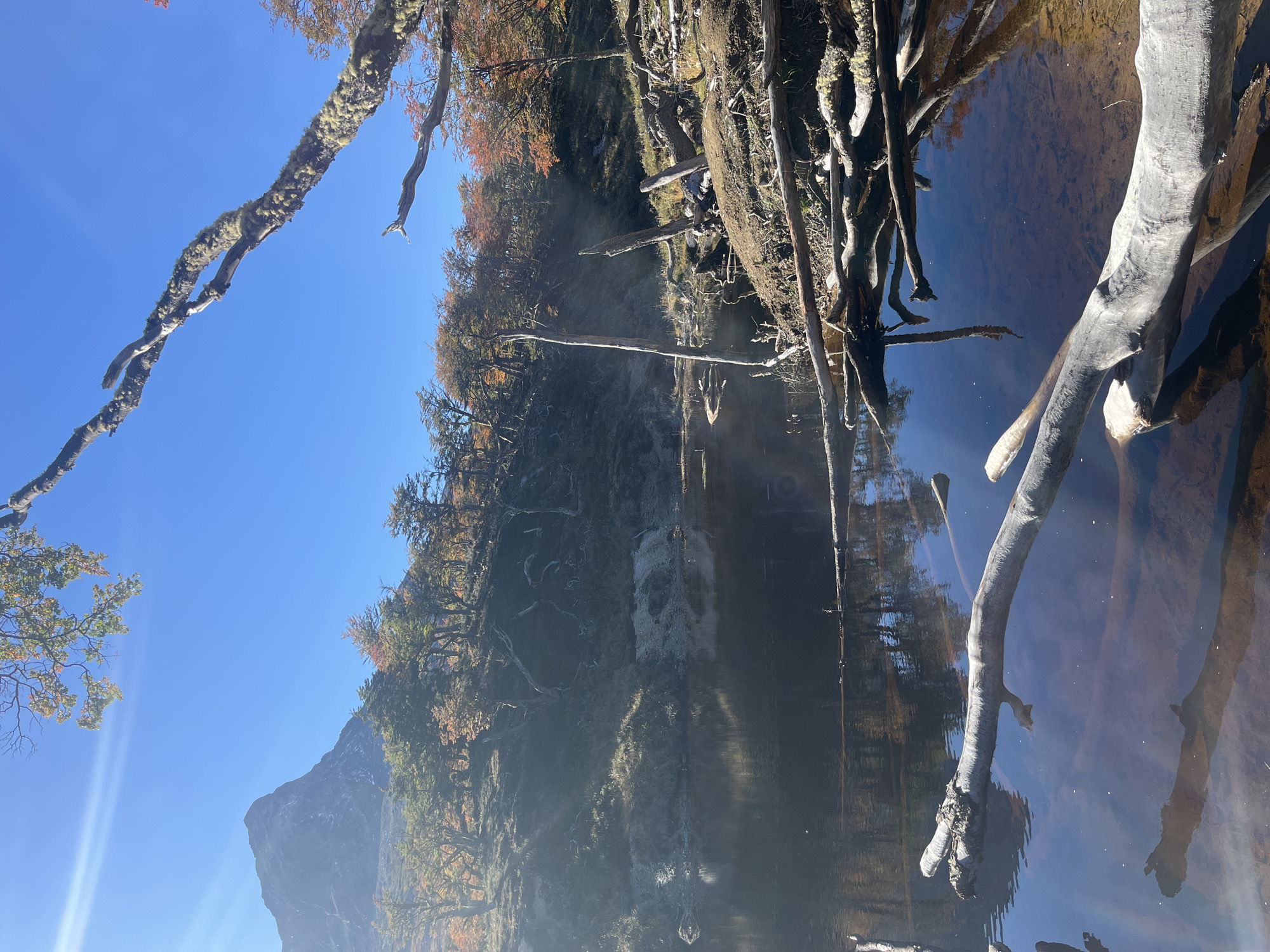 The image shows a body of water, likely a river or lake, surrounded by trees and vegetation. The water is calm and reflects the surrounding scenery, including the trees and the sky. There are fallen tree branches and trunks submerged in the water and along the bank, some covered in moss. The sky is a clear blue, and there is a mountain visible in the distance. Given the presence of trees, water, and mountains, and the request for a location in Ushuaia, Argentina, this might be a scene in or near the Tierra del Fuego National Park. It is daytime, with clear, sunny weather. There is no visible human activity in the image.