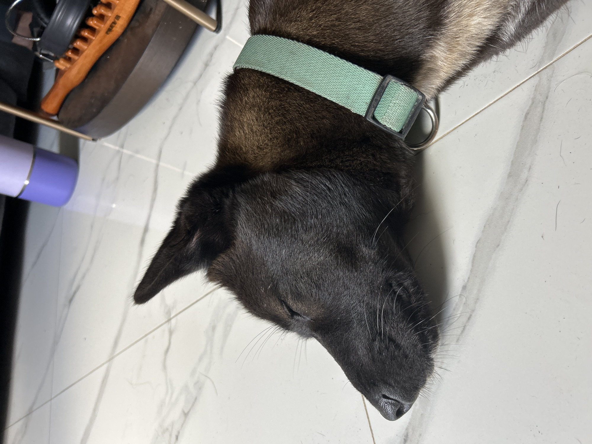 A black and tan dog with closed eyes is lying on a white tiled floor. The dog is wearing a light green collar with a metal ring. The background includes a purple water bottle, a wooden massager, and other objects on a curved surface. The lighting suggests an indoor environment. The image does not contain any discernible features that would allow for identification of its specific location within Sukawati, Indonesia.