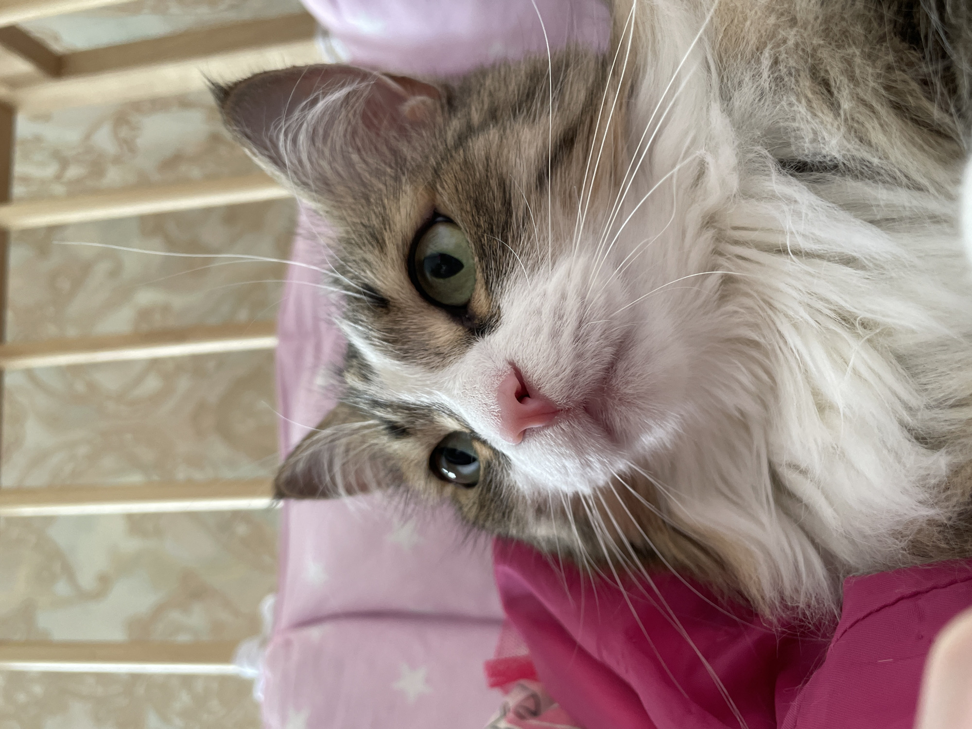 A close-up, slightly angled portrait features a cat resting on a pink pillow or blanket. The cat is positioned with its head near the bottom of the frame. Its fur exhibits a mix of brown, gray, and white tones. The cat's eyes are a greenish-hazel color. Long white whiskers extend from its snout. The background includes a light-colored wooden structure. The overall setting appears to be indoors. No individuals are visible other than the cat. The location of Izhevsk, Russia is not discernible in the image.