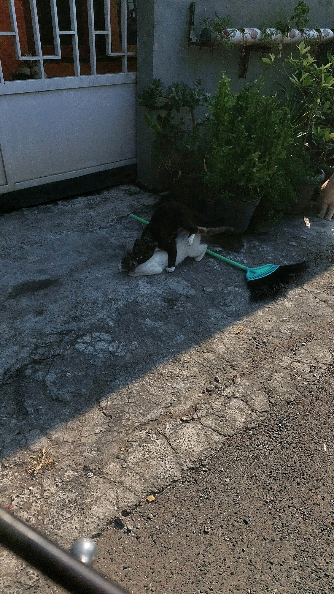 Two cats, one black and one white, are on a concrete surface, with the black cat on top of the white cat. A green broom with black bristles lies next to them. In the background, there is a wall, some potted plants, and a white gate with a metal grill. The ground is cracked and weathered. The image appears to be taken outdoors during daylight, with a shadow cast from the left side of the frame.