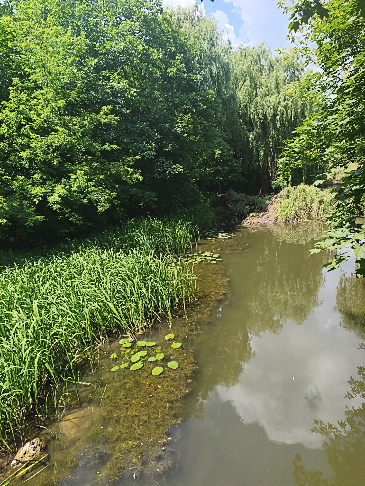 A sunlit, natural scene unfolds beside a calm body of water. Lush green trees line the banks, with dense foliage creating a vibrant canopy. The water's surface reflects the surrounding greenery and the sky, which is partly cloudy with patches of blue. Along the left bank, tall, reedy grasses grow thickly, with a few lily pads scattered on the water's surface closer to the shore. The water itself is a murky green, with visible aquatic plants beneath the surface in some areas. On the far bank, a dense line of trees, including some with drooping branches, creates a shaded backdrop. A small amount of debris, possibly fallen branches, is visible near the water's edge. The overall impression is one of a tranquil, natural environment. This scene is located in Ternopil, Ukraine, within the park "Ternopilskyi Midzhybivok" ("Ternopilskyi Midzhybivok").