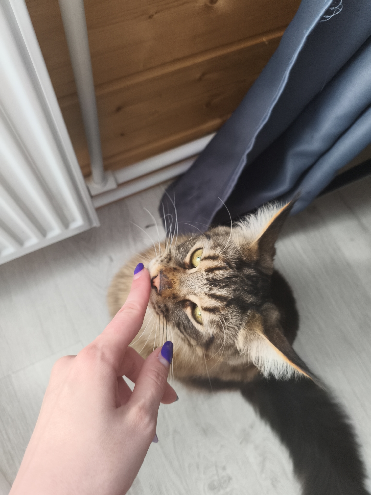 A top-down shot shows a person's hand with purple nail polish touching the nose of a brown tabby Maine Coon cat. The cat looks up at the person with green eyes. The background includes a white radiator, wooden paneling, and blue fabric. The image was taken indoors, likely in a home. The specific location in Русский Вожой, Russia, cannot be determined from the image.