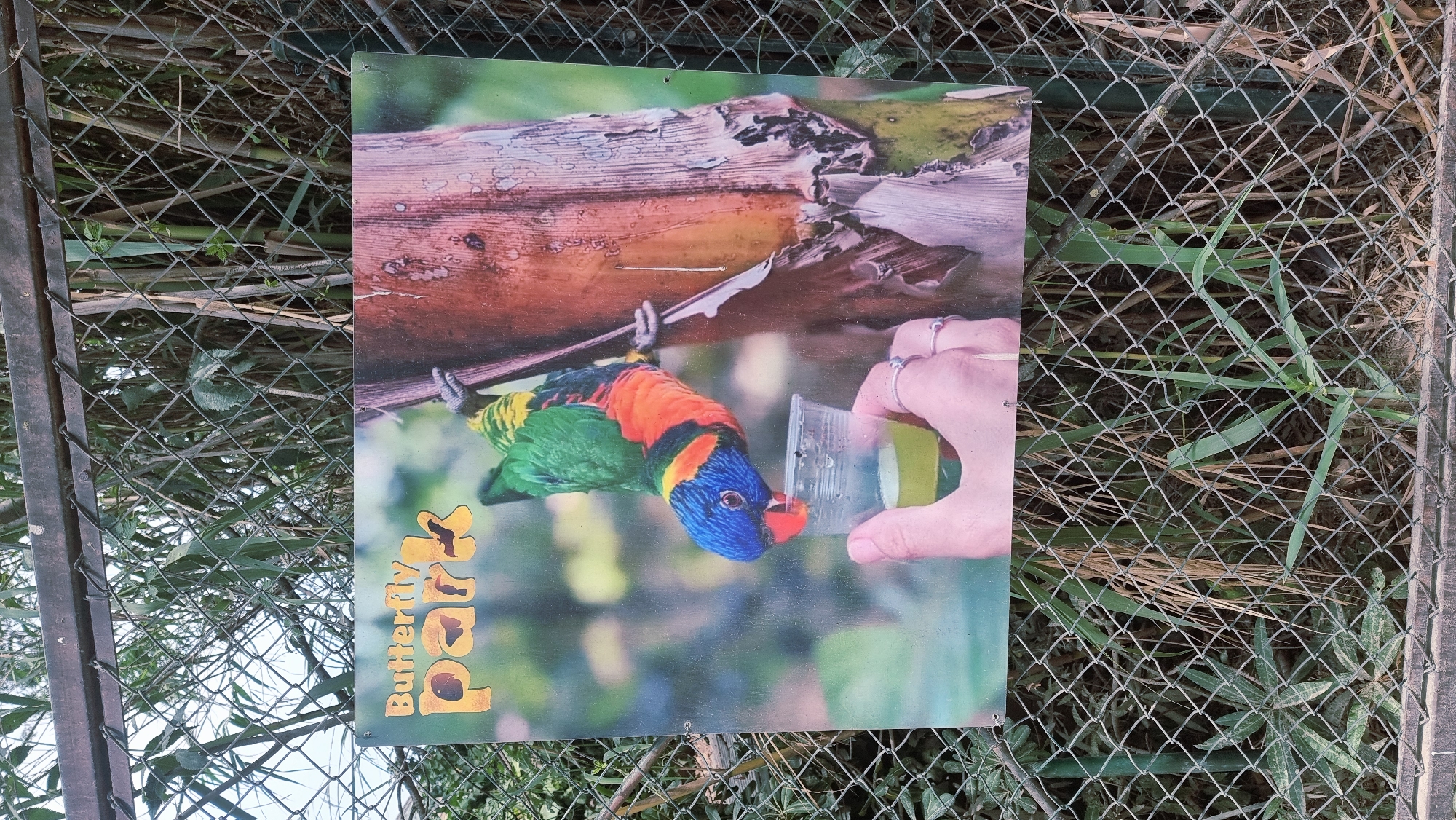 A sign for the "Butterfly Park" is attached to a chain-link fence. The sign features a colorful lorikeet parrot drinking from a small plastic cup held by a person's hand, which is adorned with several rings. Behind the sign and fence, lush greenery and tall reeds are visible, suggesting an outdoor natural setting. The sign is positioned near an entrance or enclosure. It's unclear if this is an actual location within Castelló d'Empúries, Spain, or if the image is merely representative of what one might find there.