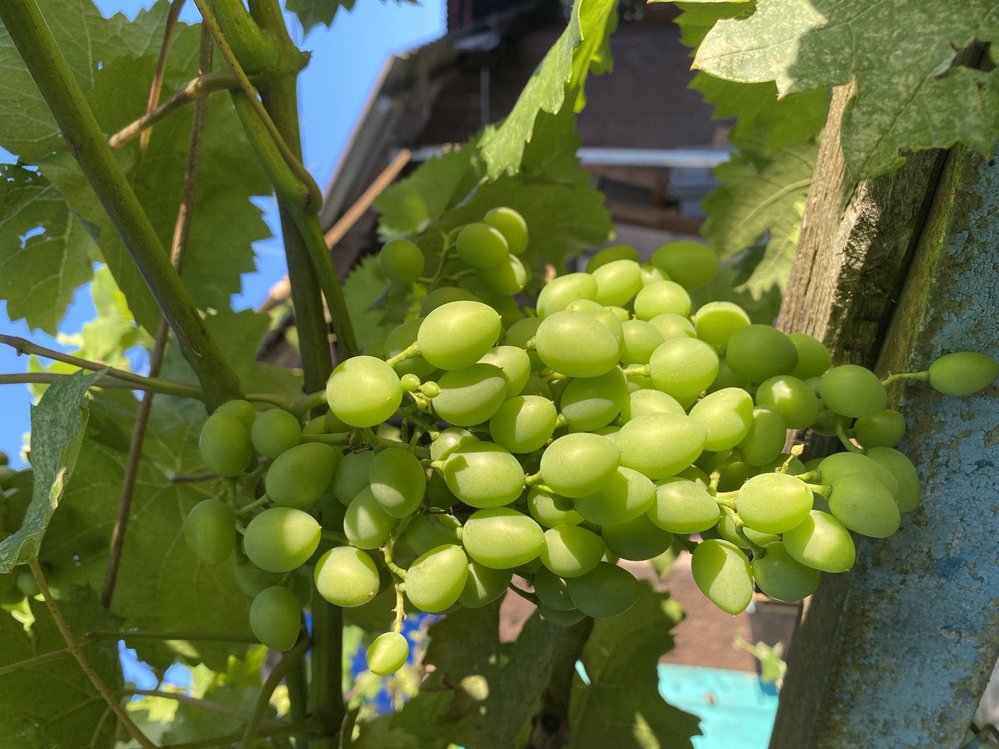 A close-up, low-angle outdoor shot captures a cluster of unripe green grapes hanging from a vine under a clear blue sky. The grapes are clustered tightly together, with individual berries appearing round and plump, glistening slightly in the sunlight. The vine's thick green leaves are visible in the background, some showing signs of sun bleaching. The scene appears to be a backyard or garden, with a weathered wooden fence or railing in the foreground, its blue paint peeling in places. In the far background, a rustic building with a tiled roof is partially visible, suggesting a residential setting. The overall impression is one of natural growth and a simple, rural or suburban environment. There are no people or animals present in the image.