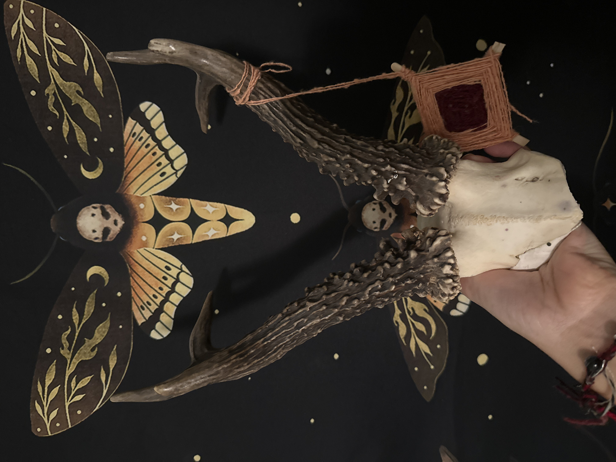 This image features a close-up view of a piece of deer antler with a small woven dreamcatcher attached to it with pink twine. The antler is positioned on a dark fabric background with a celestial moth-like pattern. The moth design is intricate, with gold and orange wings adorned with crescent moons, stars, and botanical motifs. The background is black, scattered with small white dots that resemble stars. A hand is visible on the right side of the frame, holding the antler. The hand appears to be part of a person, suggesting the antler and dreamcatcher are being held or displayed. The lighting is dim, creating a soft, somewhat ethereal atmosphere. The image appears to be an indoor shot, possibly a decorative item or an artifact with a spiritual or mystical theme, given the presence of the dreamcatcher and the celestial imagery. No visible text is present in the image.