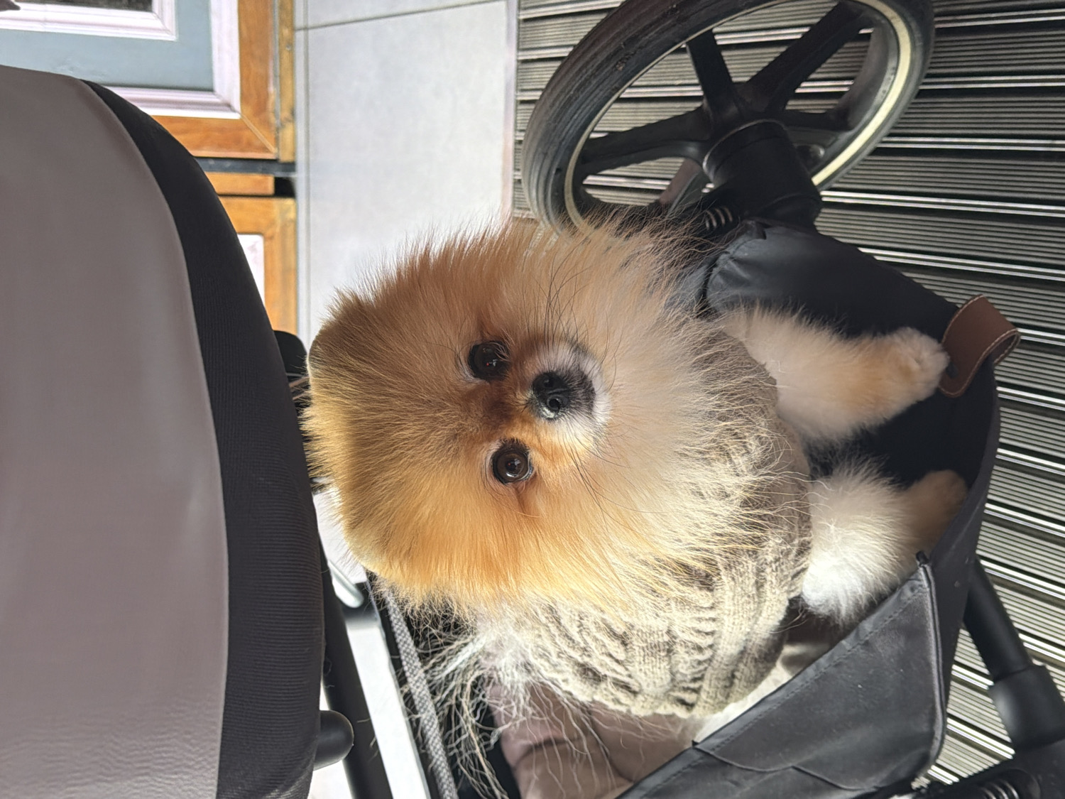 The media file, rotated 90 degrees clockwise, presents a close-up of a fluffy Pomeranian dog. The dog has prominent light brown and white fur, particularly around its head and body, and possesses dark, round eyes that gaze directly at the camera with an expression of gentle curiosity and attentiveness.
The dog is wearing a knitted sweater, appearing in shades of beige or light grey, which covers its torso. It is comfortably seated within what appears to be a black pet stroller or a baby stroller adapted for a pet. Elements of the stroller's black fabric interior, a brown leather-like accent, and a wheel are visible, particularly in the upper right portion of the frame. The dog's front paws, distinguished by their fluffy white tips, rest within the stroller.
To the left, a portion of a grey and black seat or chair is visible, suggesting other furniture or equipment nearby. The background features light-colored walls or surfaces, along with hints of wooden frames or furniture in the mid-left. A striped or slatted pattern, possibly from blinds or a textured wall, fills the right side of the background. The lighting indicates an indoor or semi-indoor setting. The dog is simply resting and observing. No text is visible in the image. The location context provided is Khimki, Russia.