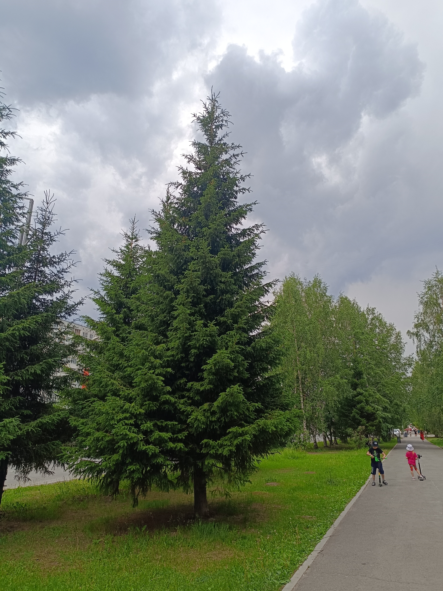 The image depicts a park setting with several evergreen trees in the foreground, including a prominent fir tree. A paved pathway runs along the right side of the park, bordered by a grassy area with scattered trees and a building visible behind the evergreen trees on the left. Two children are on the pathway, one boy on a scooter and a younger child on a scooter behind him, both appearing to be riding. The sky is overcast with dark clouds, suggesting a potentially stormy or gloomy day. The scene is likely a public park or recreational area within the city of Tobolsk, Russia, given the overall appearance and vegetation common to the region.
