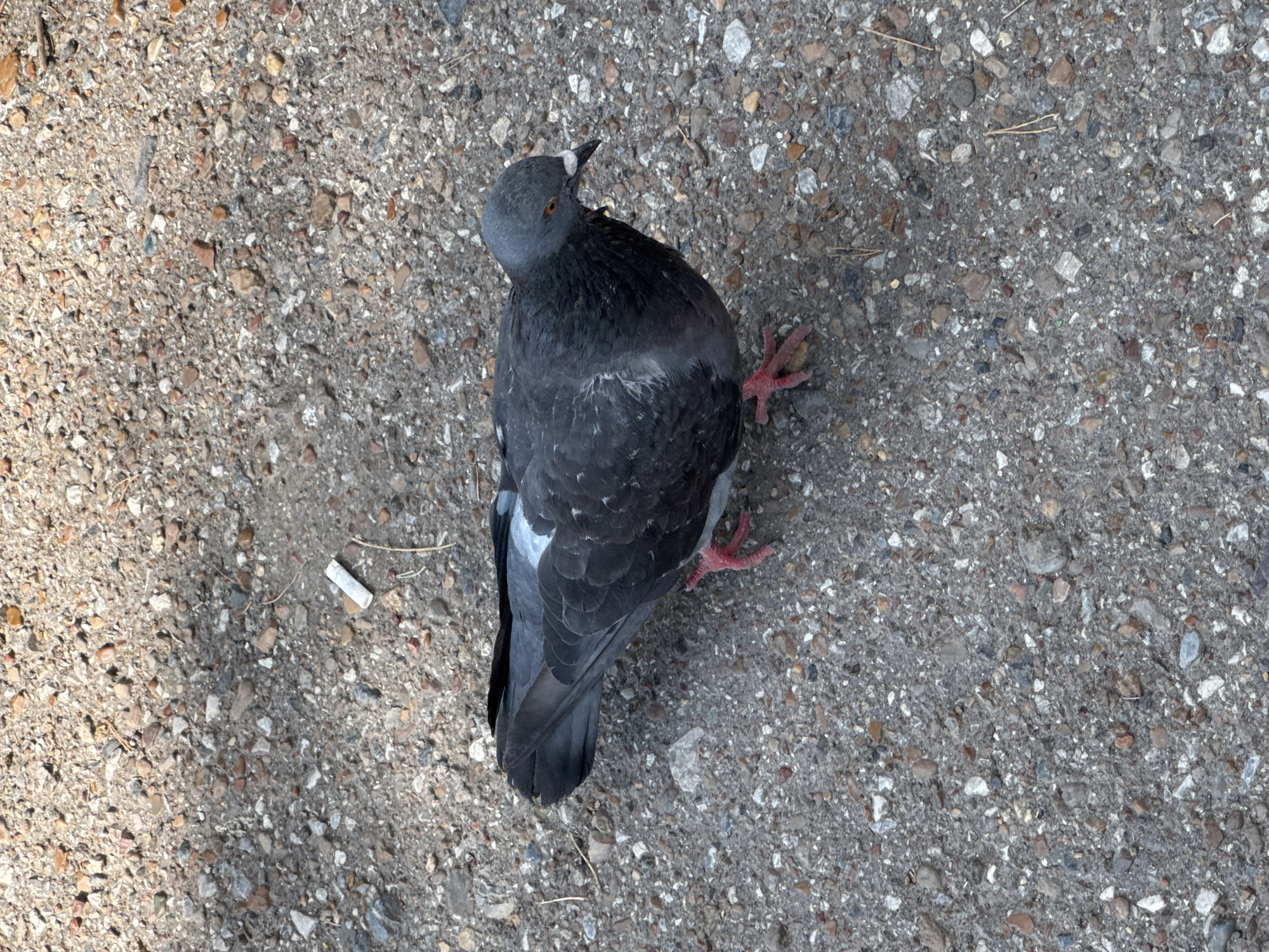 A single pigeon stands on a gravelly surface, likely an outdoor area in Ufa, Russia. The pigeon, facing right, has dark gray and black plumage with some lighter gray or white markings on its wings. Its feet are bright pink. The ground is composed of small stones and pebbles, with a single cigarette butt visible in the upper portion of the image. The lighting suggests it is daytime, with shadows cast on the ground.