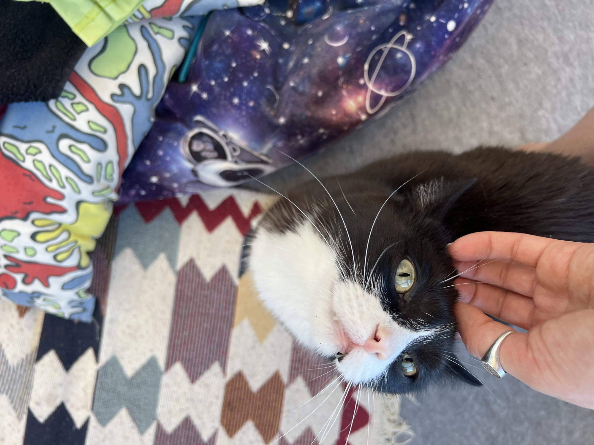 In Novosibirsk, Russia, a black and white cat is being petted by a person's hand. The cat is lying on its back, with its head tilted upwards and its eyes looking directly at the camera. The cat has green eyes and a pink nose. Its whiskers are long and white. The person's hand is stroking the cat's chin, and they are wearing a silver ring on their index finger. The background consists of a patterned rug and some colorful fabric. The rug has a geometric pattern of zigzags in shades of red, brown, and gray. The fabric is printed with a space-themed design, featuring planets and stars. The overall lighting suggests an indoor setting, possibly a home.