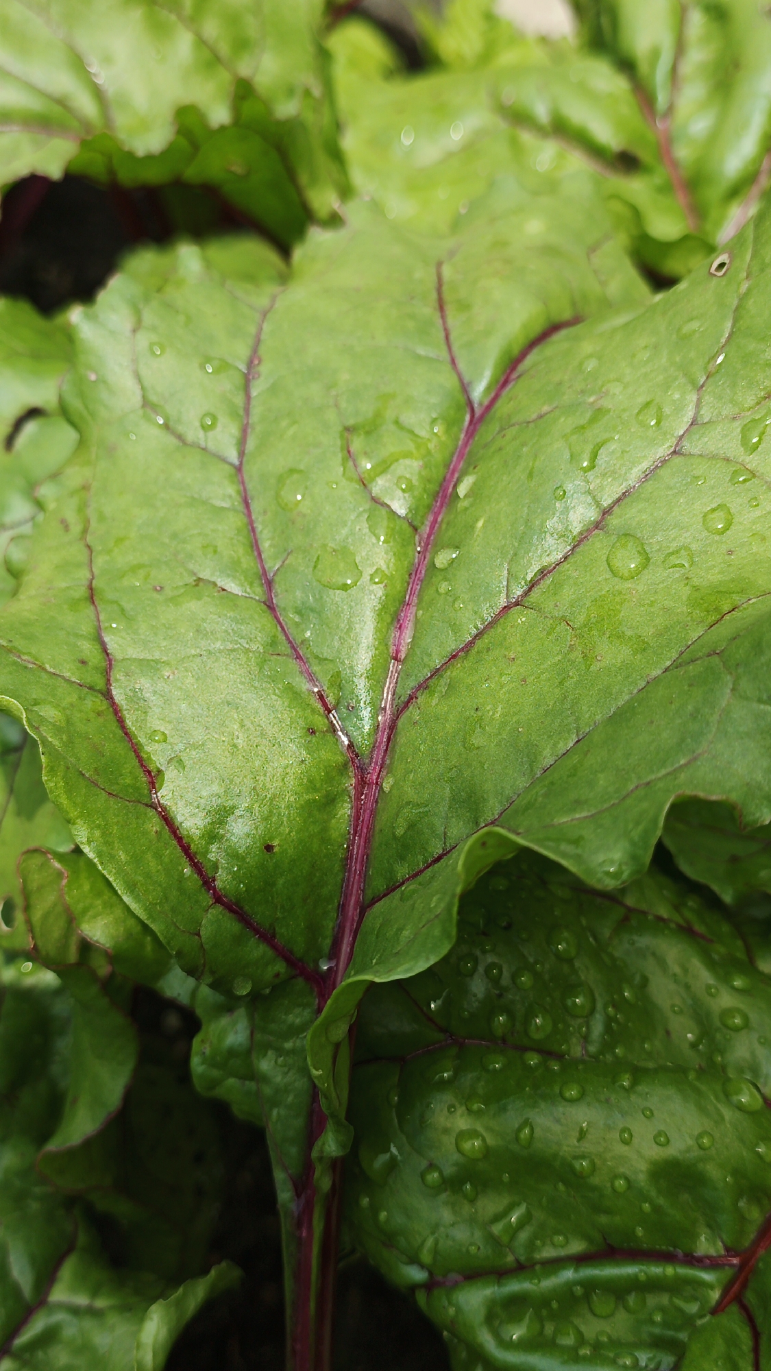 This is a close-up, eye-level, full-frame shot of green beet leaves in what appears to be an outdoor garden setting in Medvedyovka, Russia. The leaves are a vibrant green with prominent purple veins. Small water droplets are scattered across the surface of the leaves, indicating recent watering or dew. The lighting is natural and diffused, suggesting an overcast day or the shade of other plants. The background is blurred and dark, further emphasizing the detail of the foreground leaves. There are no people or animals visible in the image. The overall impression is one of fresh, healthy vegetation.