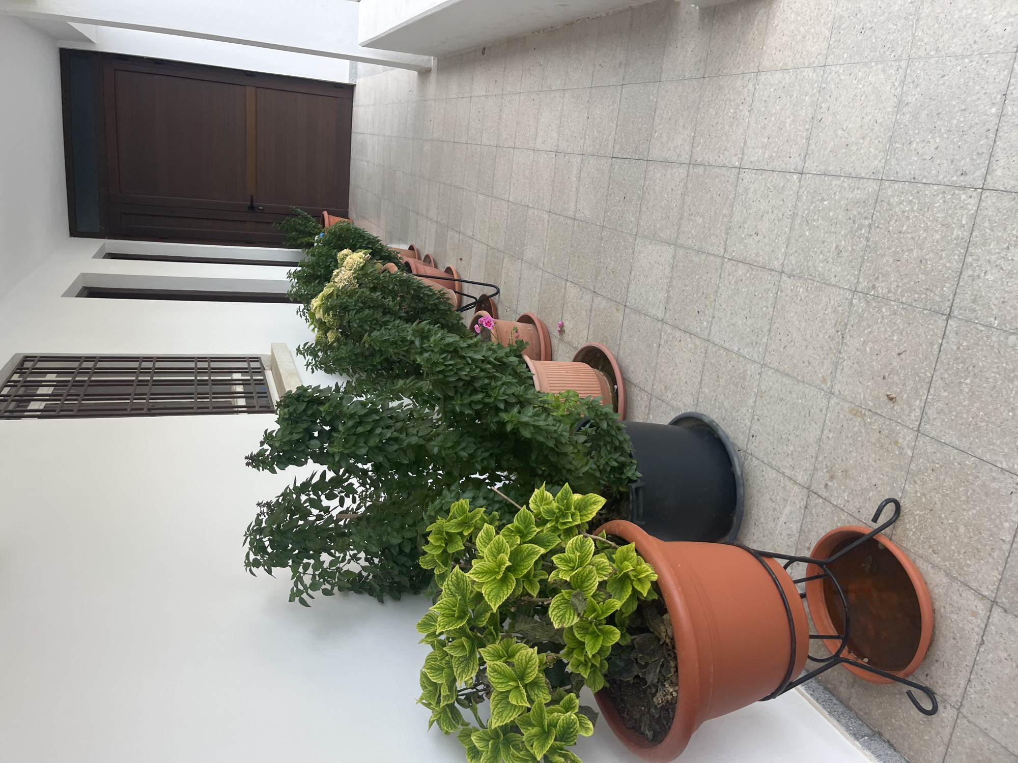The image depicts an outdoor walkway or patio area, likely in the city of Foini, Cyprus, lined with potted plants. In the foreground, a large terracotta pot with a bright green and yellow plant sits on a black metal stand. Behind it, a row of potted plants of varying sizes and green foliage stretches along the wall, leading towards a dark brown wooden door. The walkway is paved with light-colored square tiles. The wall is painted white, and a window with dark metal bars is visible on the left side. The environment appears clean and well-maintained.