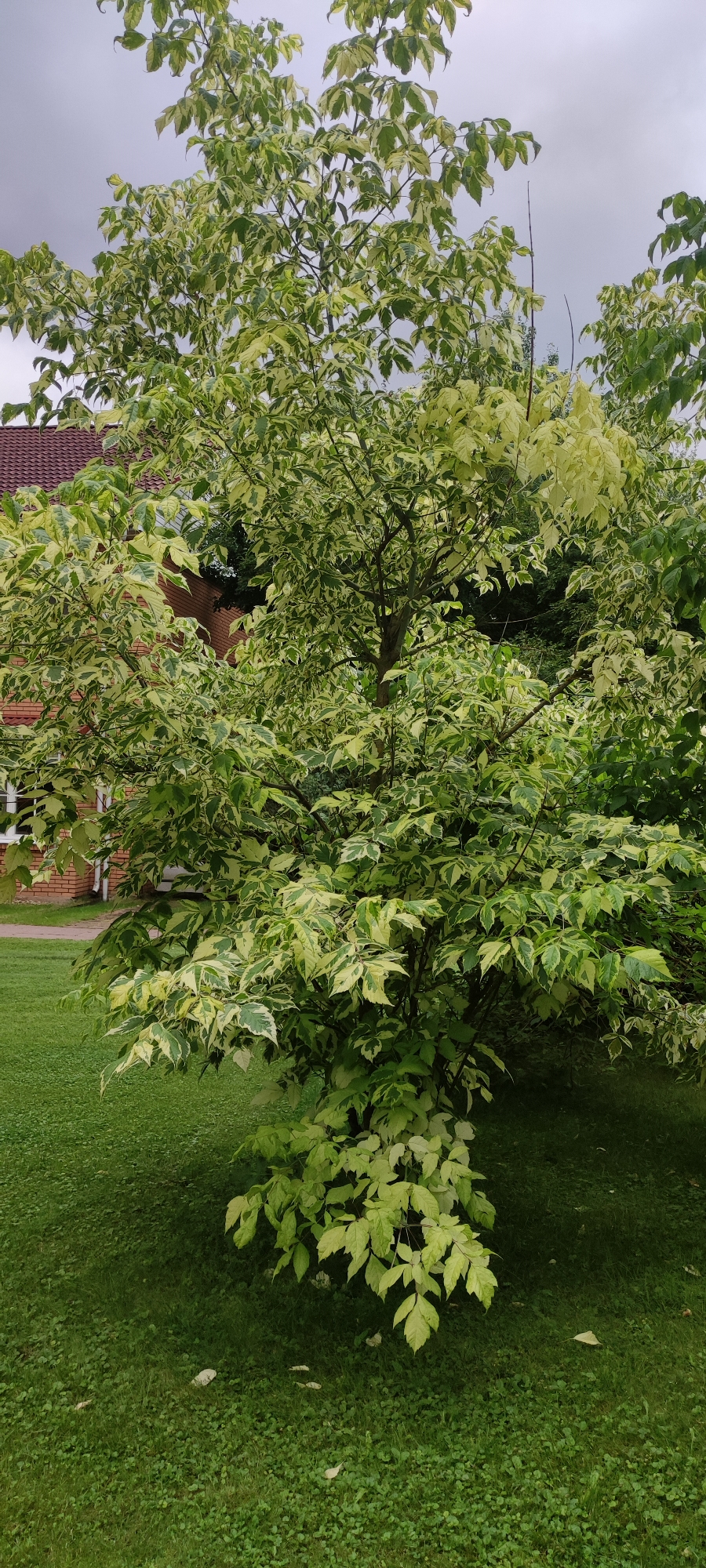 A variegated tree with green and yellow leaves stands in the foreground on a lush green lawn. Behind the tree, a red brick building with white-trimmed windows is visible. The sky above is overcast. The scene appears to be in the city of Rosinka, Russia.