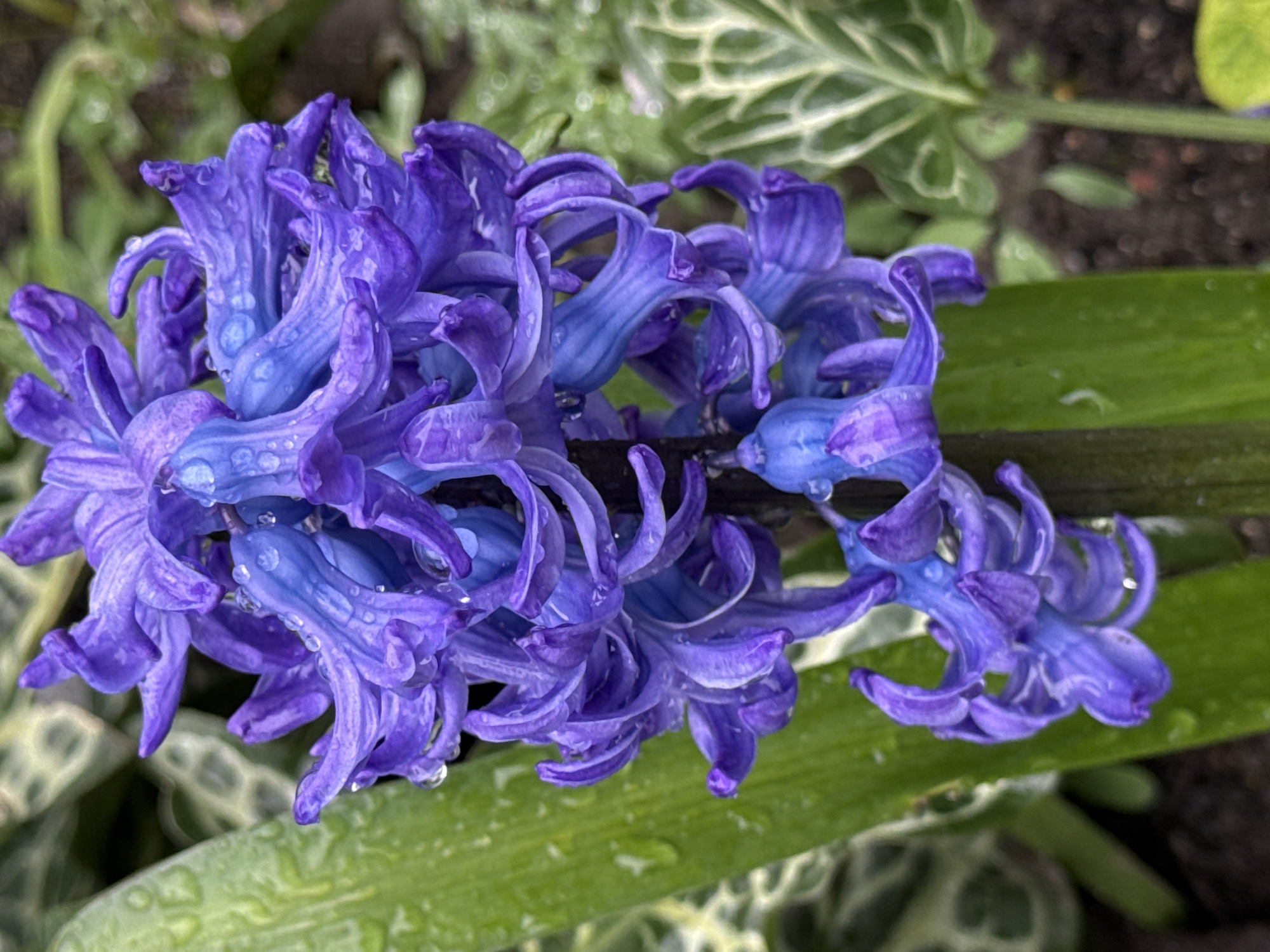 A close-up shot of a cluster of purple hyacinth flowers, some of which are wet with droplets, possibly dew or rain. The flowers are arranged tightly together, showing variations in purple hue. A green, striped leaf is visible horizontally across the middle ground, with other greenery blurred in the background. The image appears to be taken outdoors in a garden setting. No people are visible. There is no information about the location or the city of Konstantinovo, Bulgaria in the provided picture.