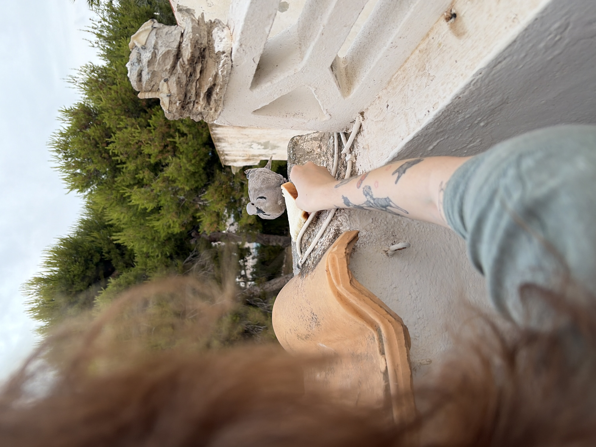 The image depicts a close-up of a person's arm, adorned with tattoos, holding a piece of bread towards a small grey bird. The bird is perched on a ledge, appearing to peck at the bread. The scene is outdoors, with lush green foliage visible in the background, hinting at a natural or park-like setting. The lighting suggests it is daytime, possibly overcast, as there are no strong shadows. The overall composition is angled, giving a dynamic perspective. The foreground is blurred with what appears to be the back of someone's head or hair. The location is identified as Torrevieja, Spain.
